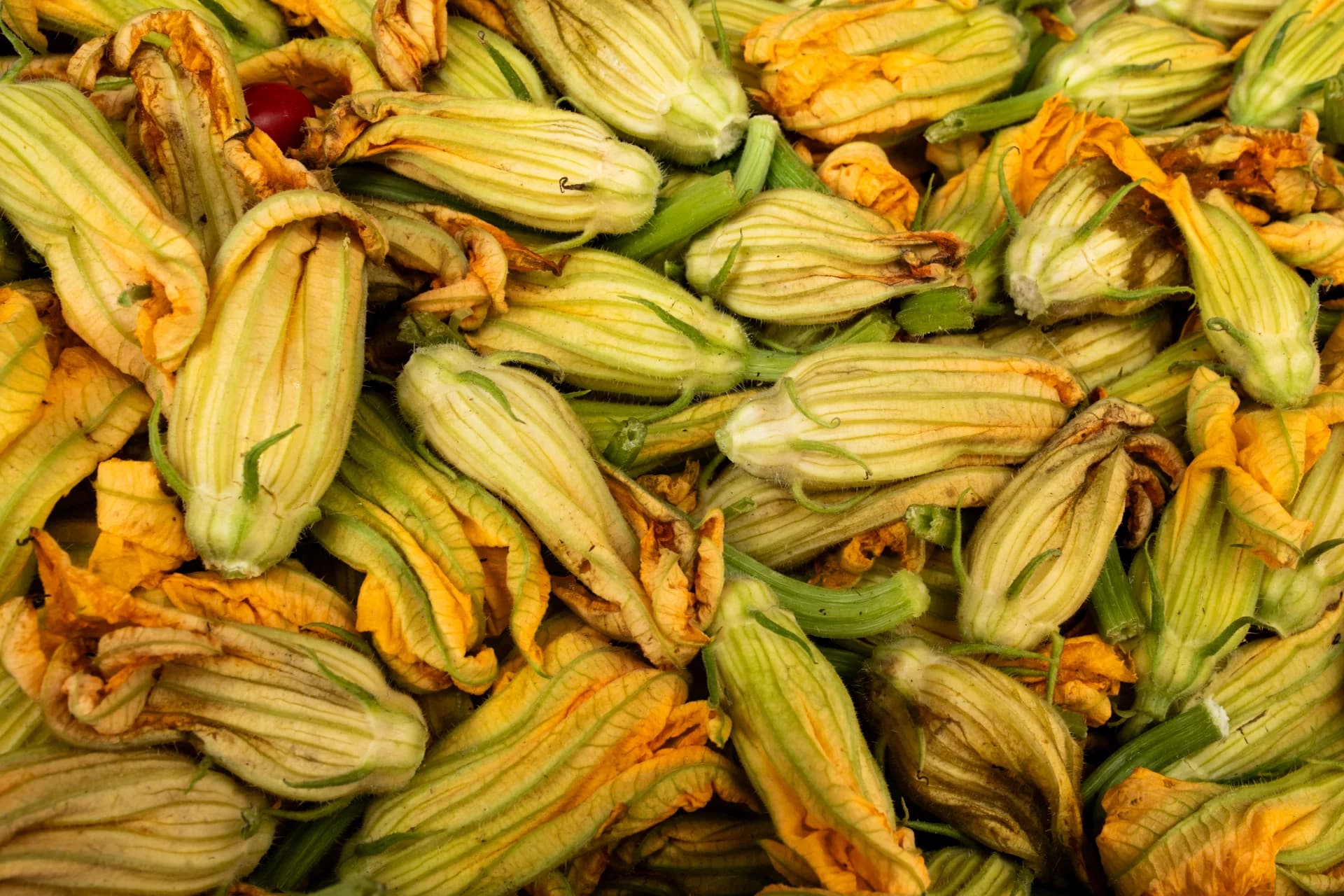 Harvest of Blossoms