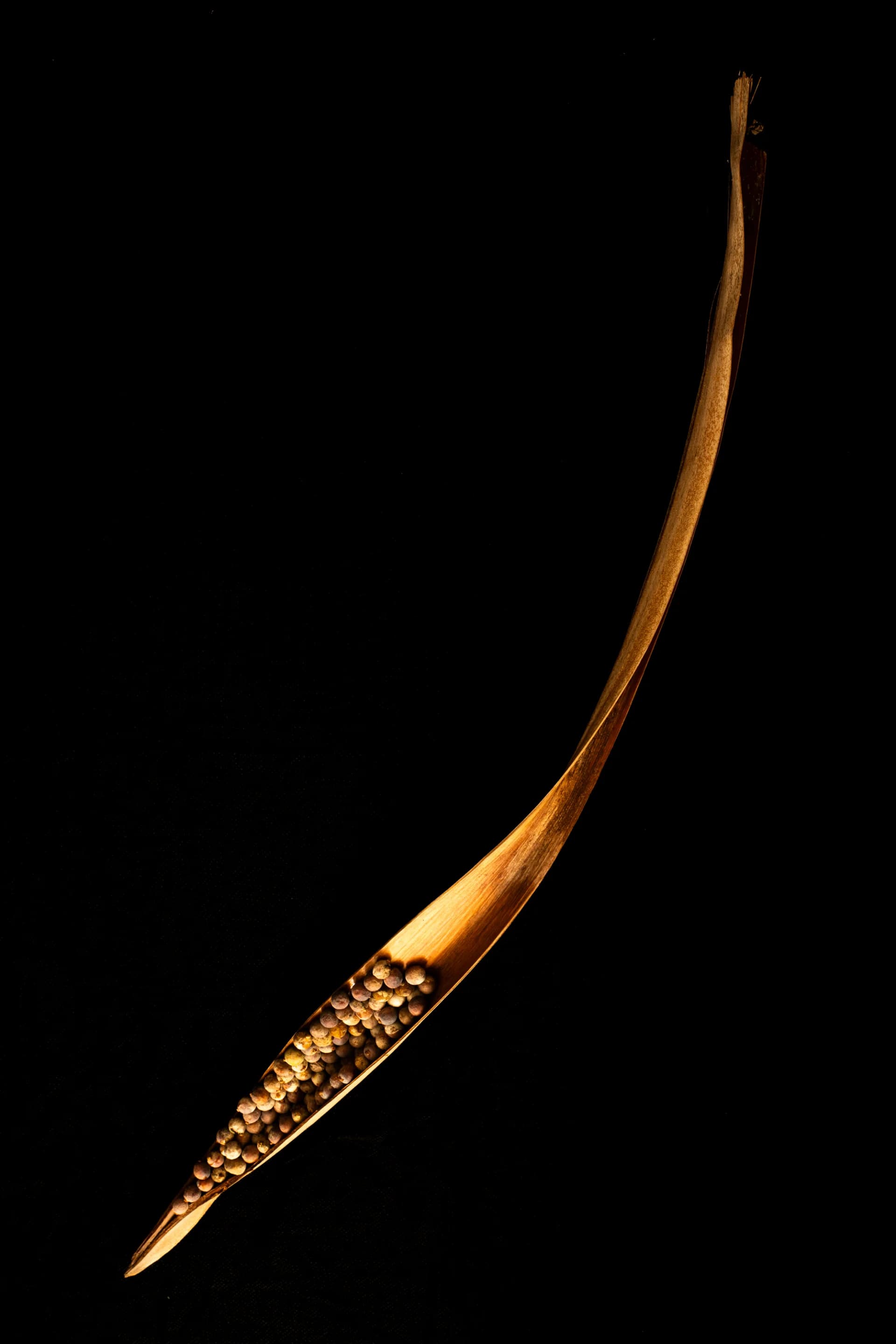 Arc of Seeds