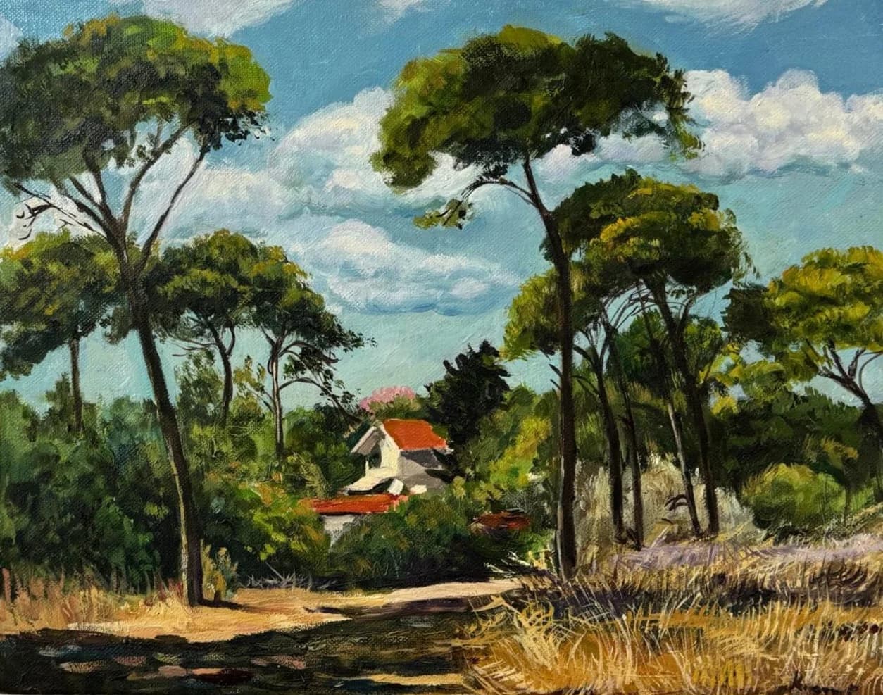 Pines Above the Path in Tivon