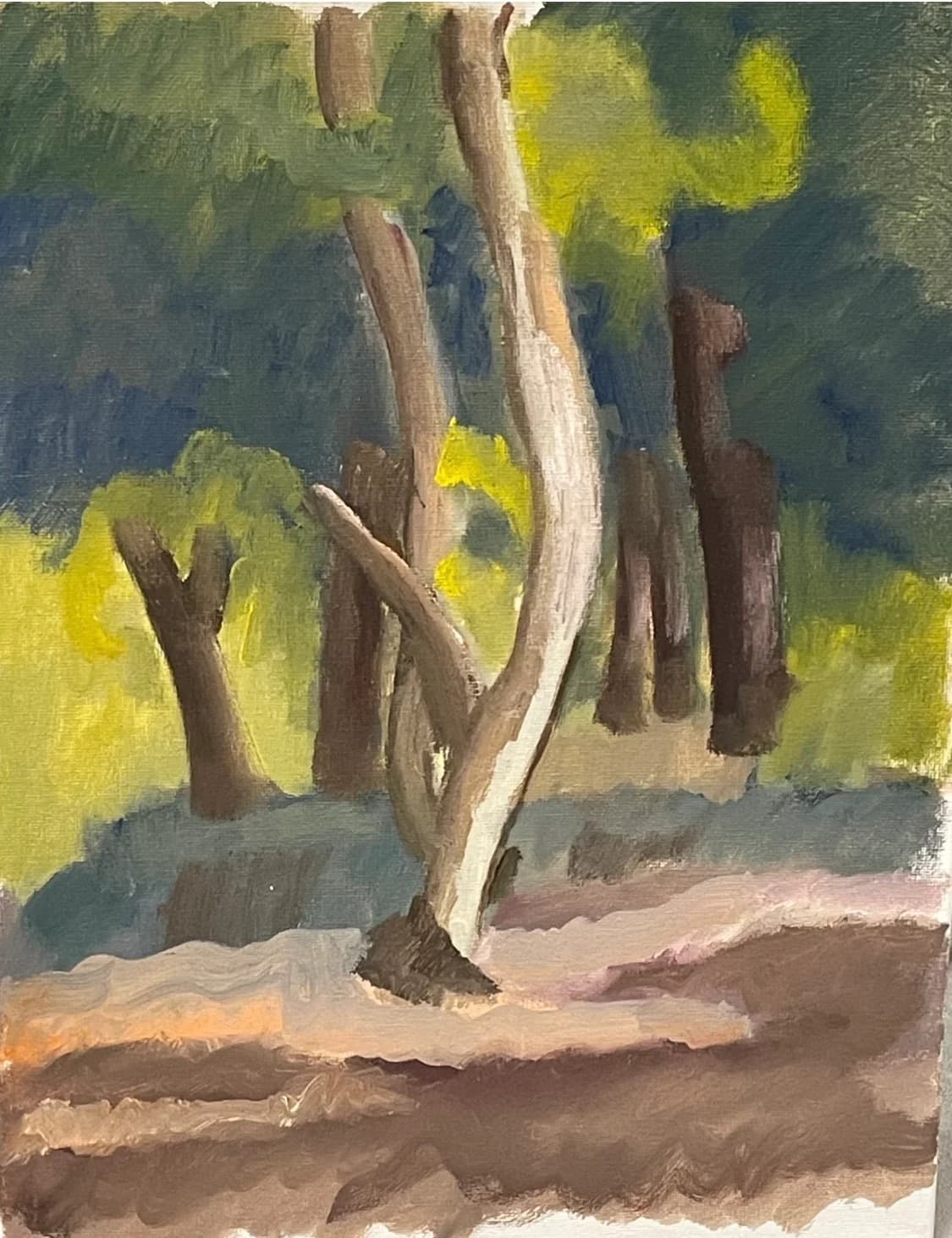 White Trunk Grove