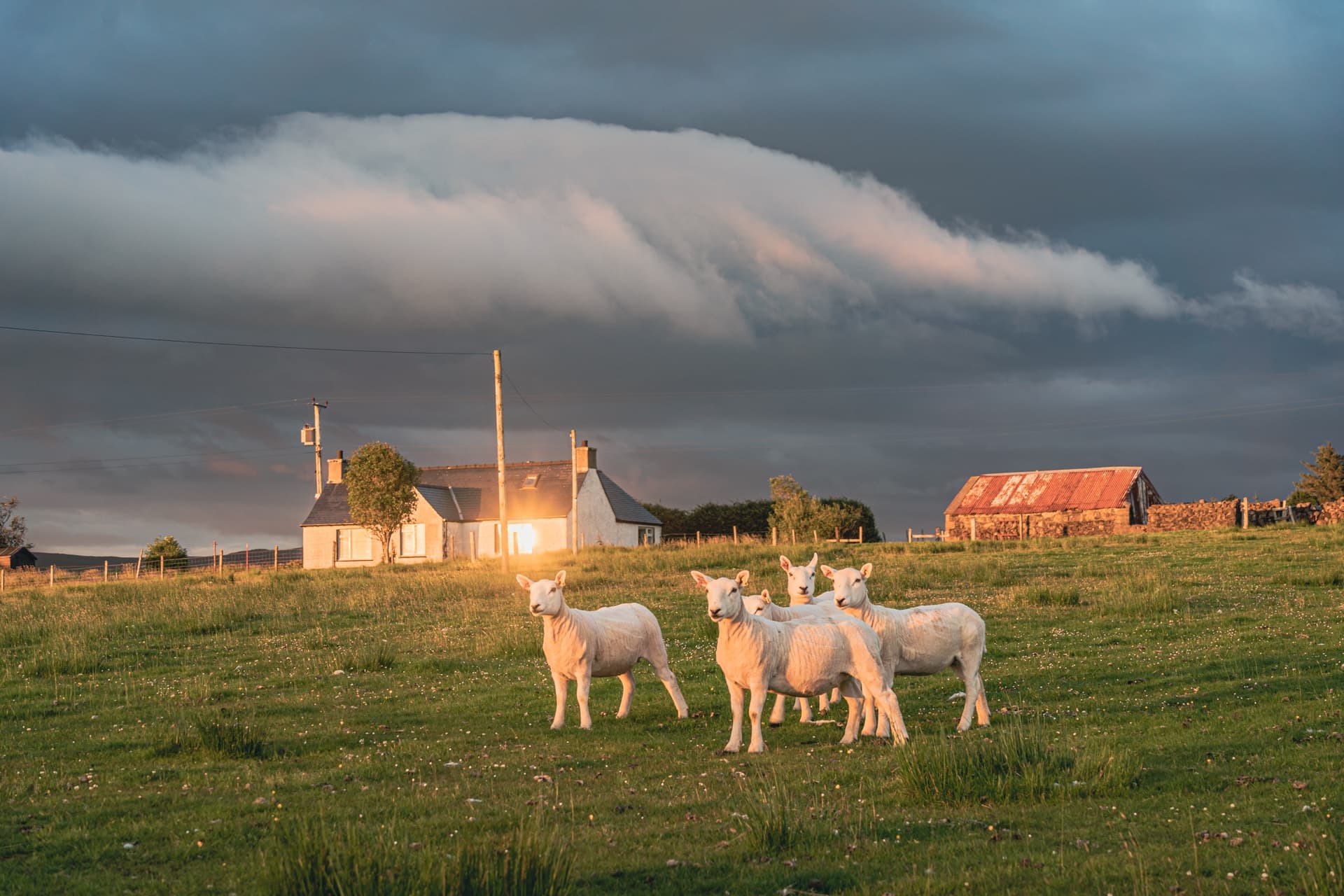 Friend-Sheep