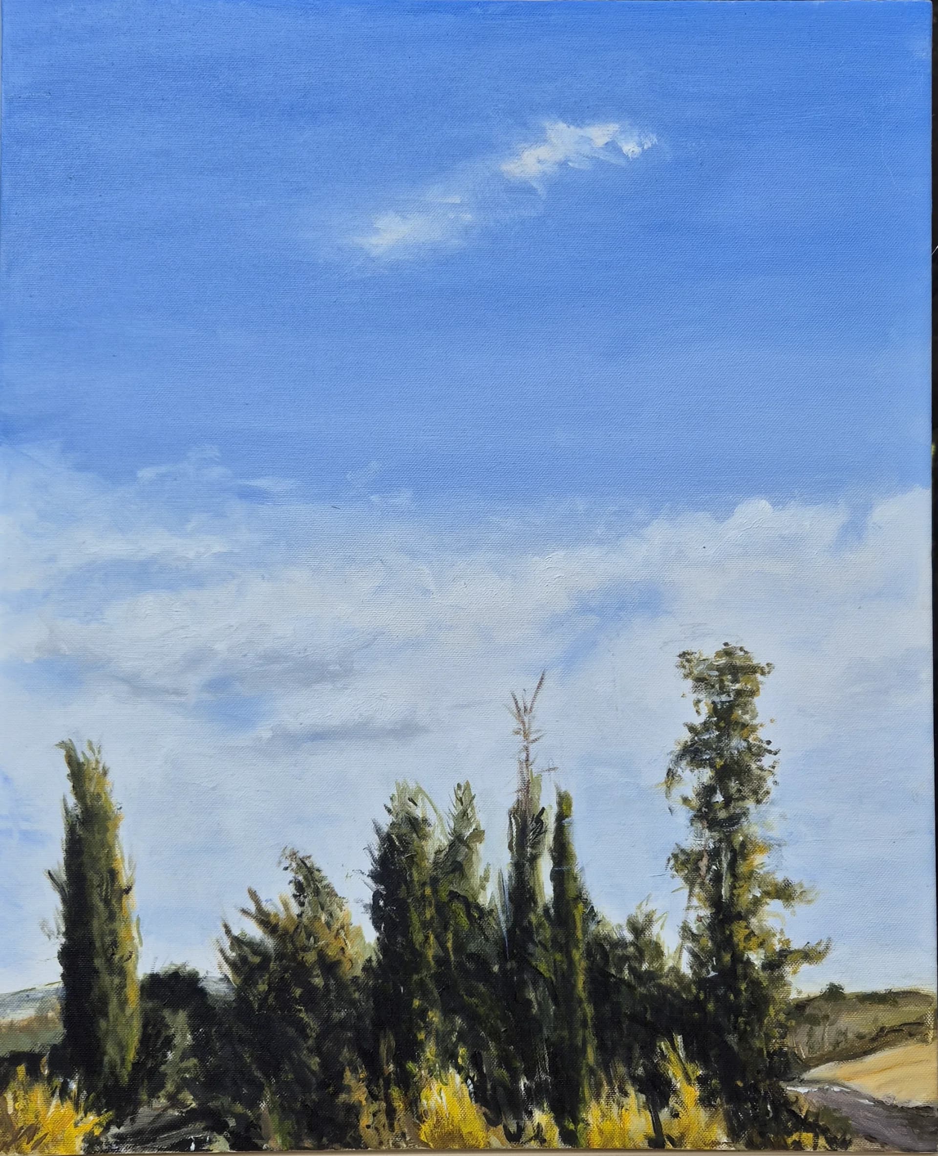 Cypress Under Open Sky