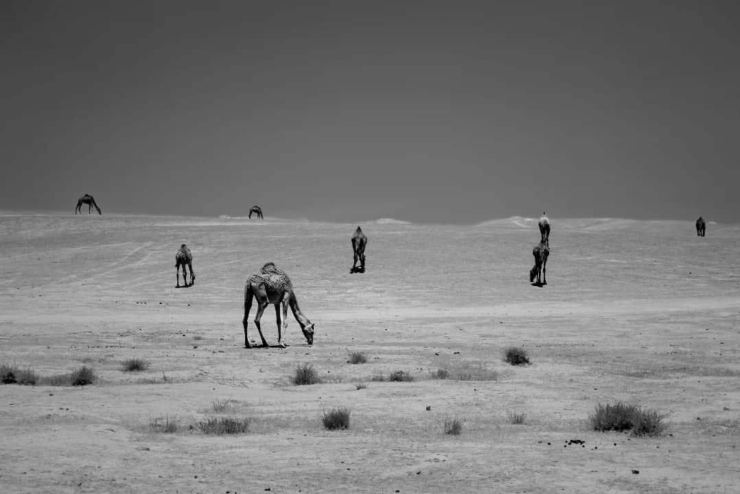 Land of silence