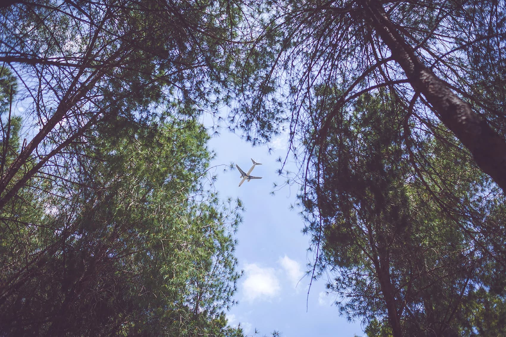 טיסה בין האורנים