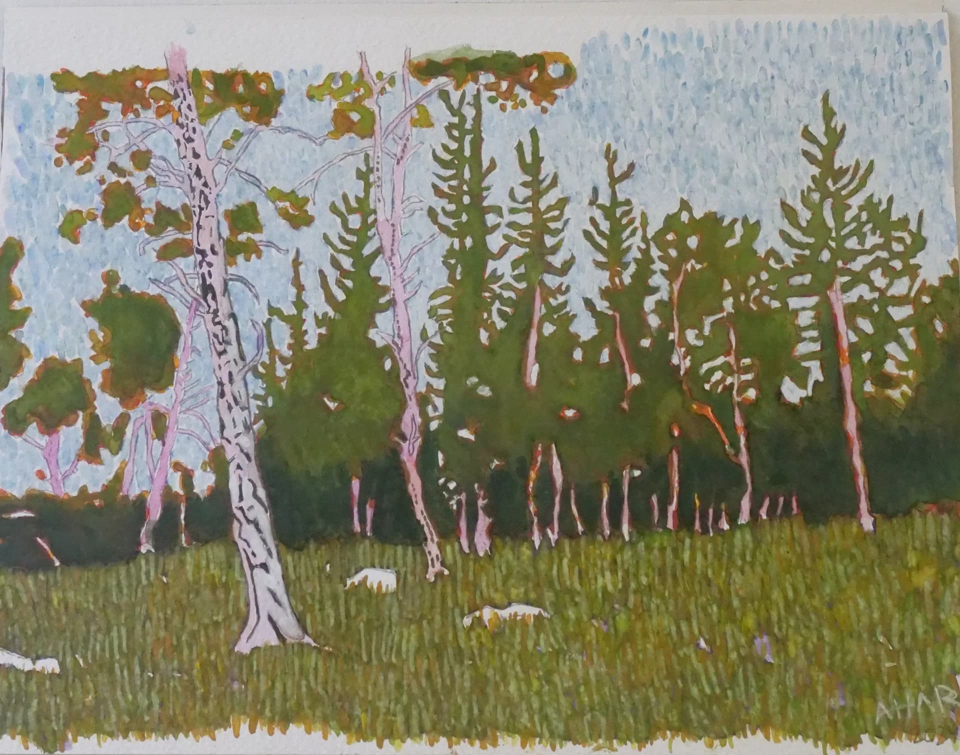 Pines and Pale Sky