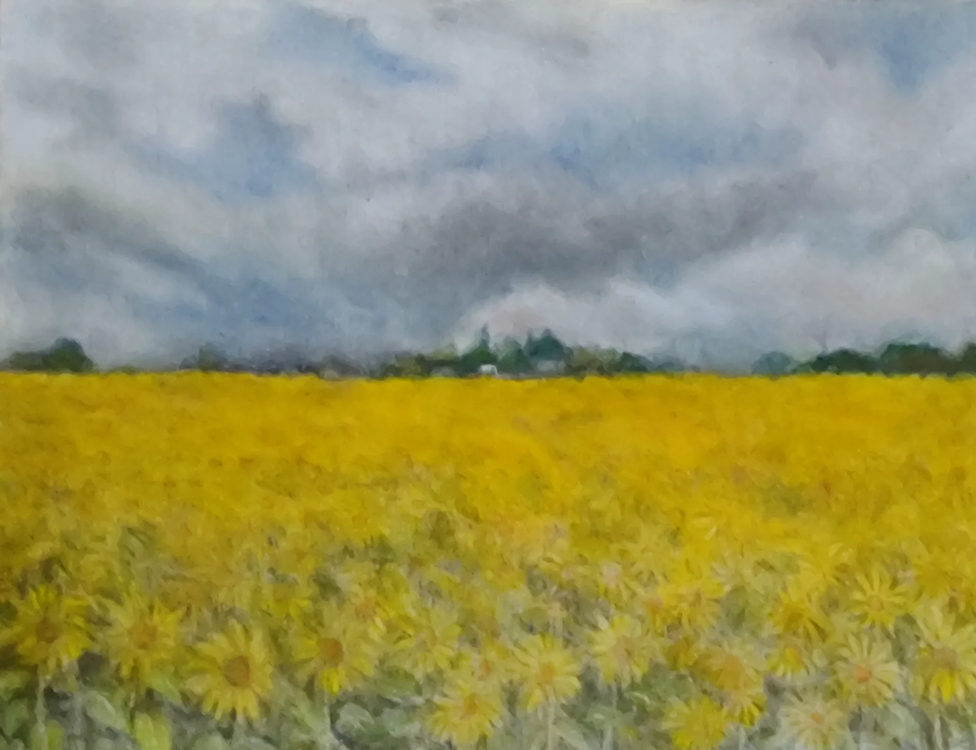 Sunflowers Field Under Storm