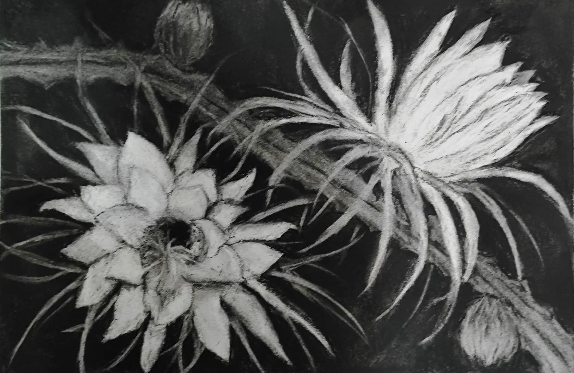 Night Bloom Study