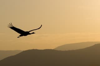 Flying to Tomorrow