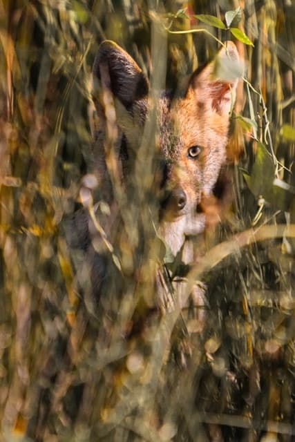 Hide and Seek
