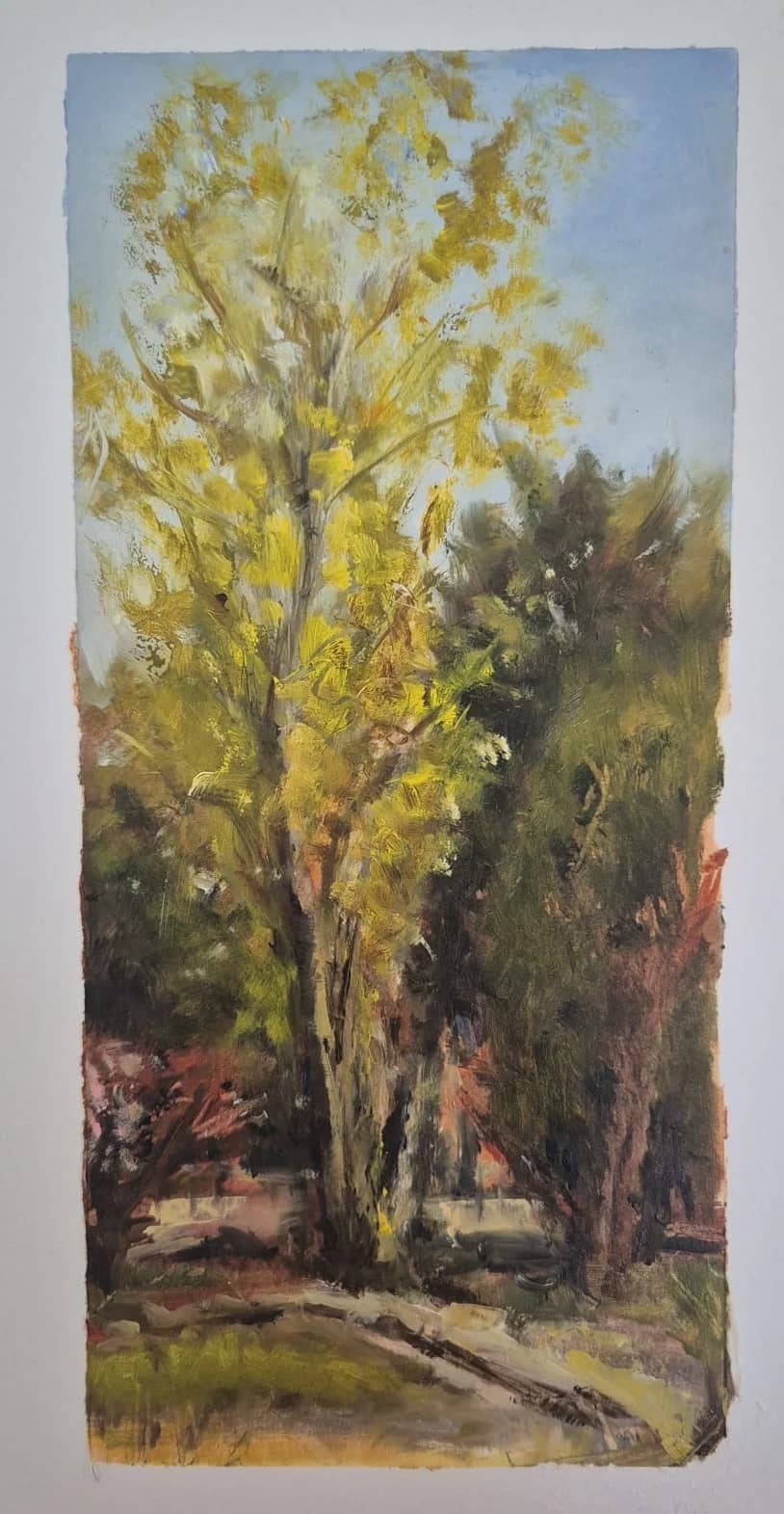 Morning in Ilanot Forest