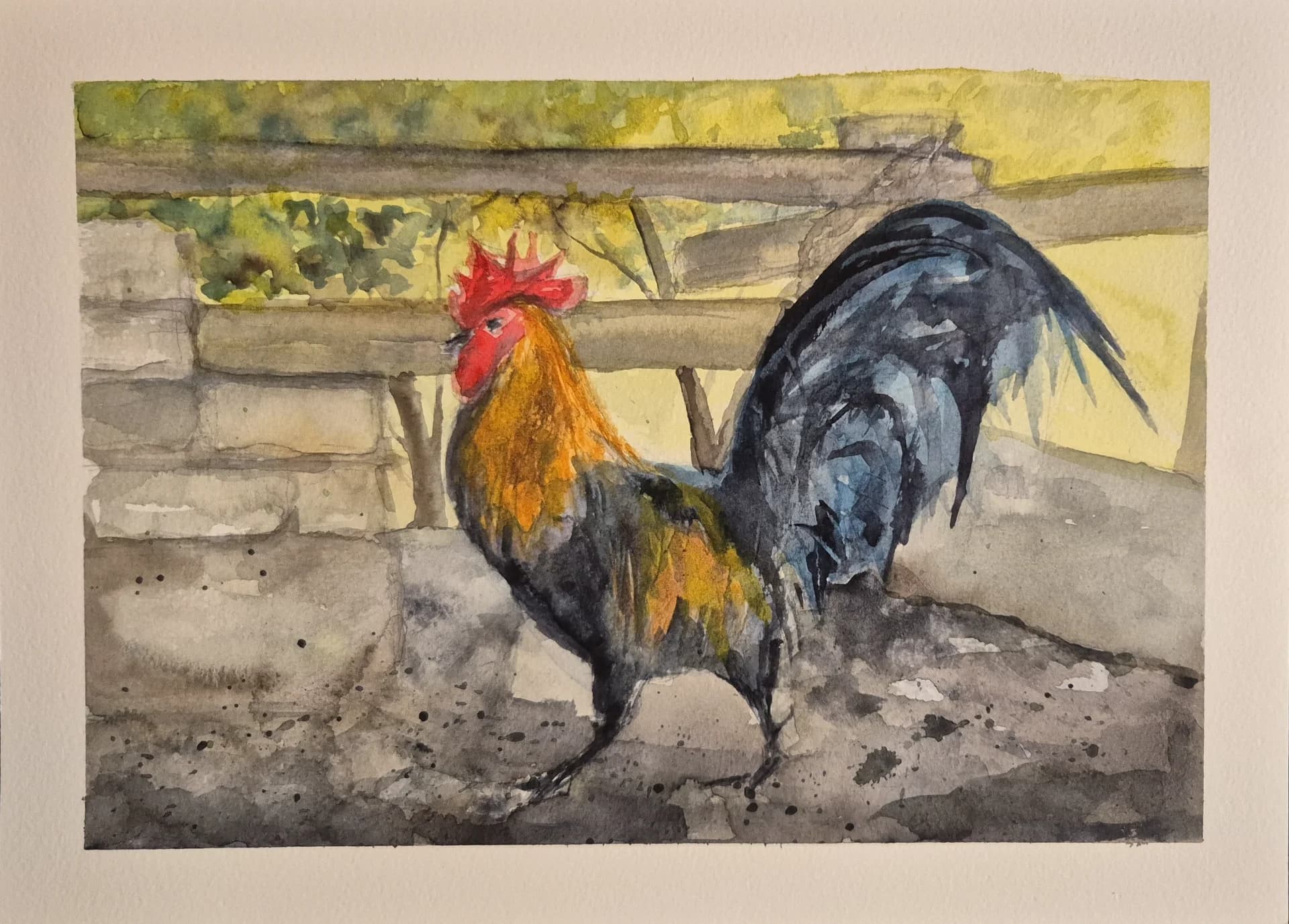 Rooster at the Safari