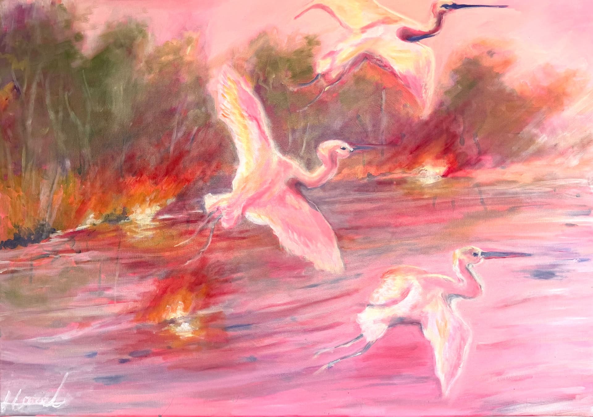 Pink Herons at Dusk
