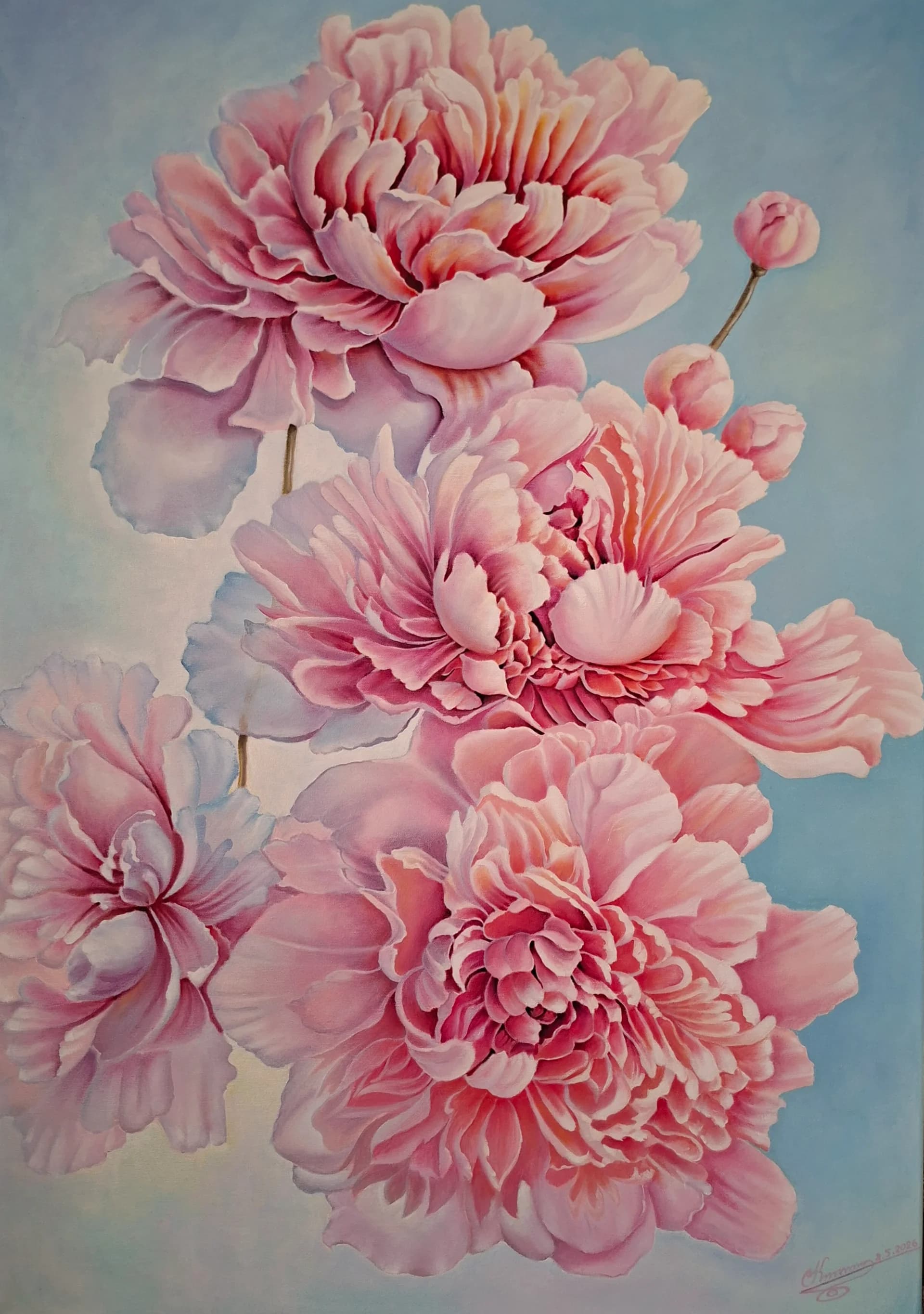 Pink Peonies in Bloom