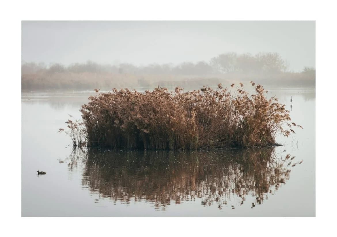 Stillness