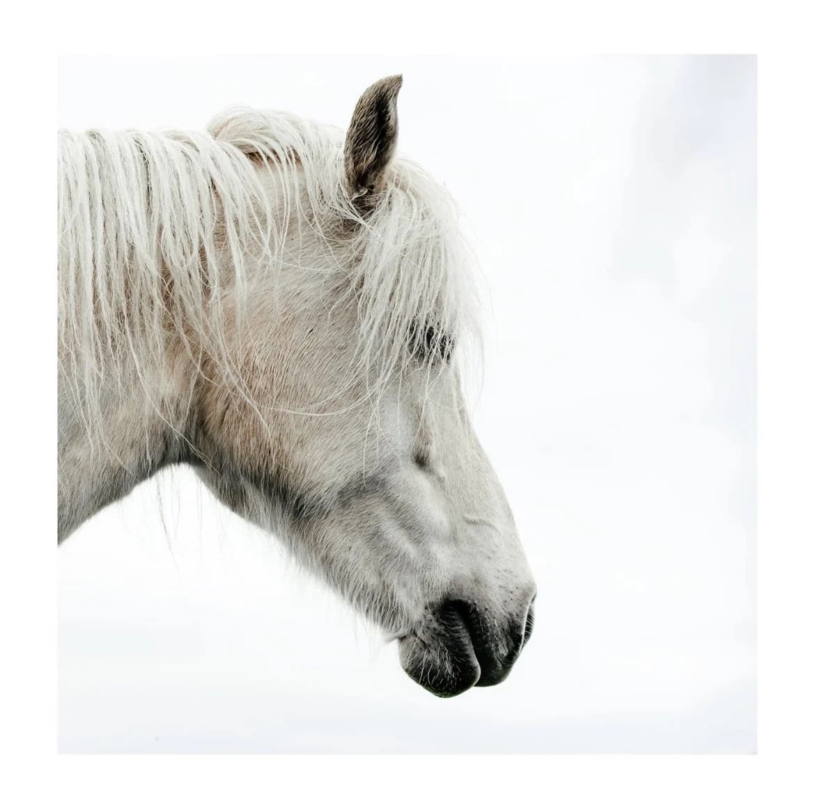 White Silence