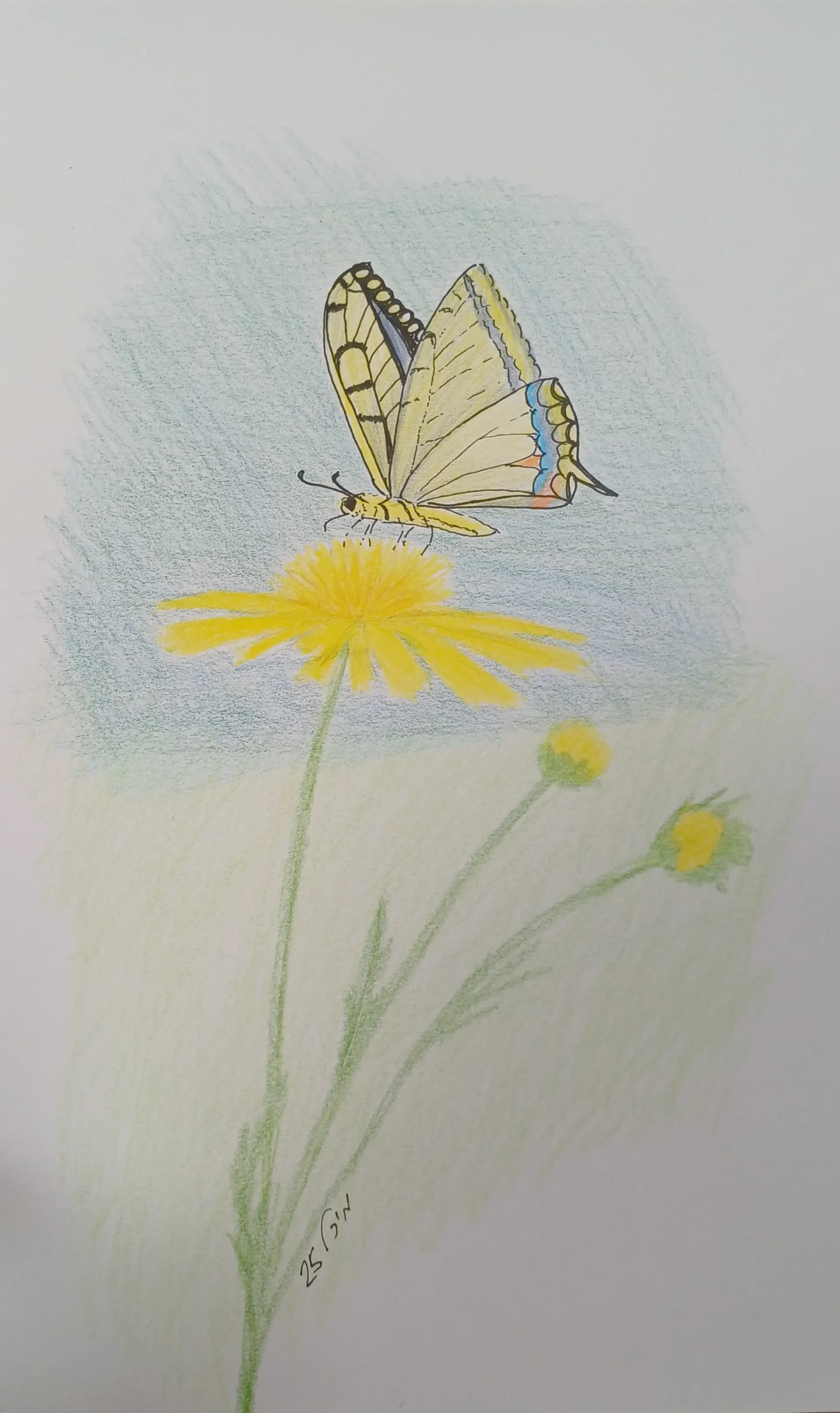 Swallowtail butterfly