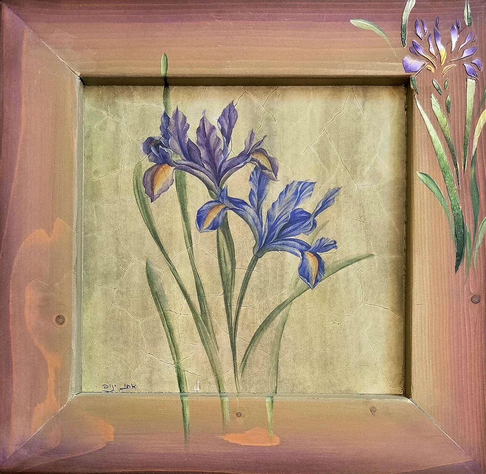 Iris