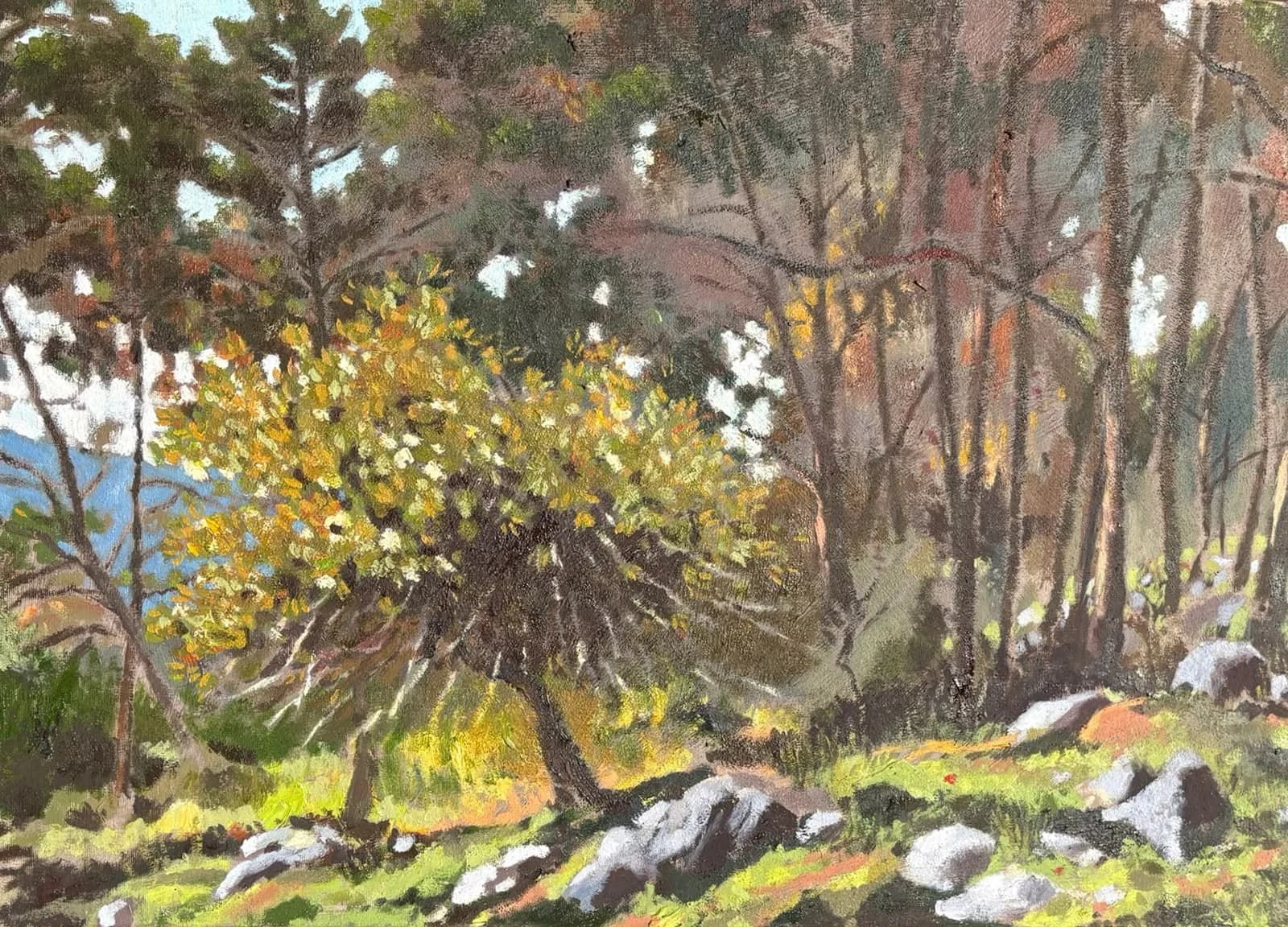 Sunlit Grove