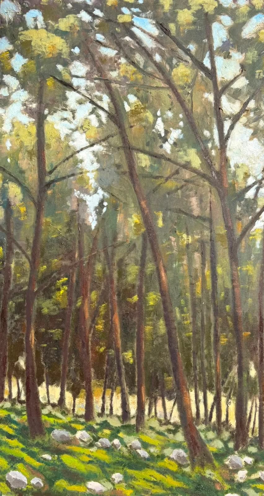 Sunlit Pine Grove
