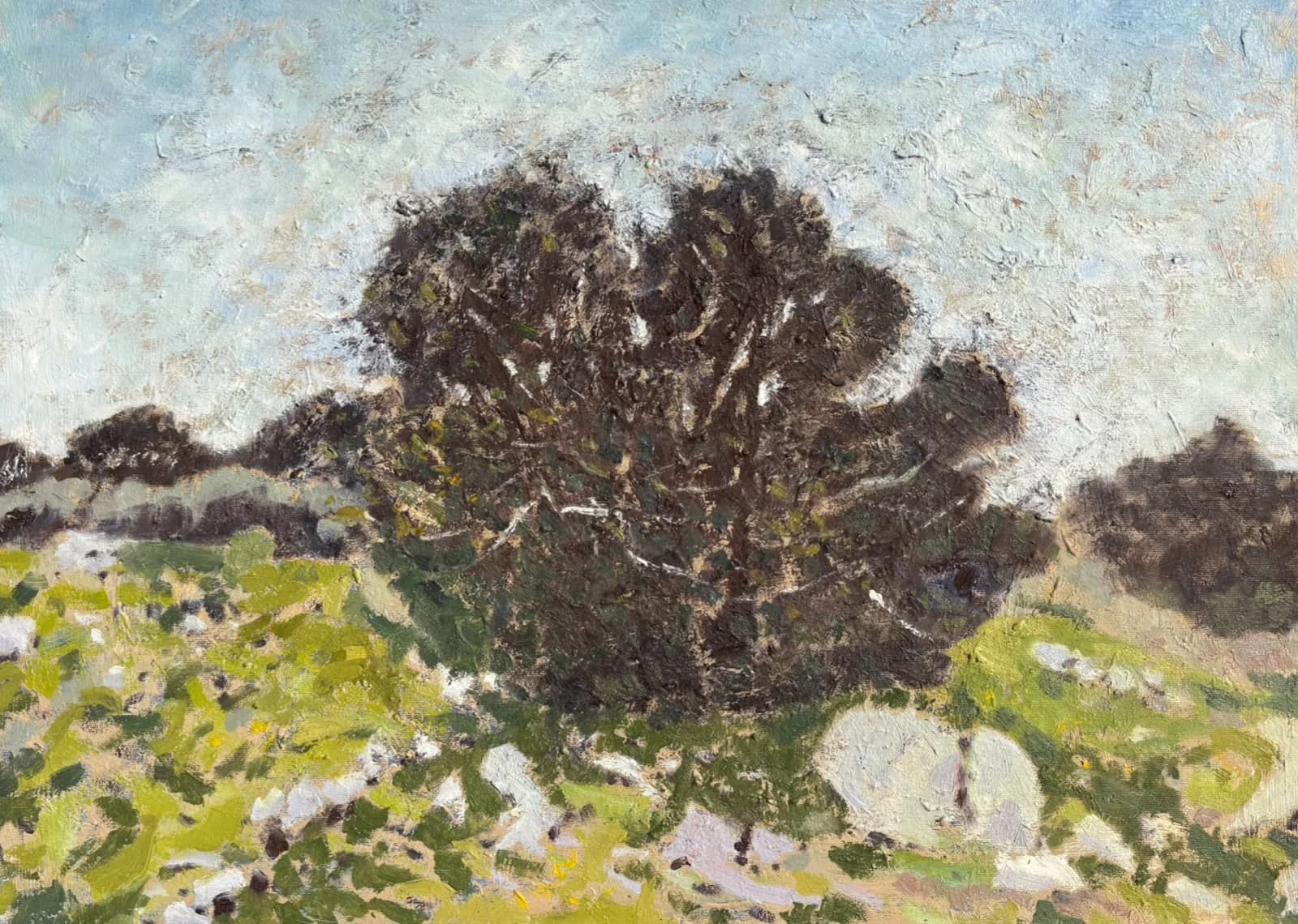 Tree in Open Field
