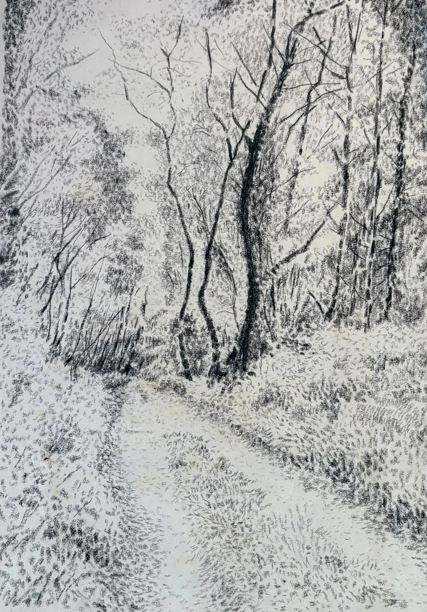Woodland Path Study