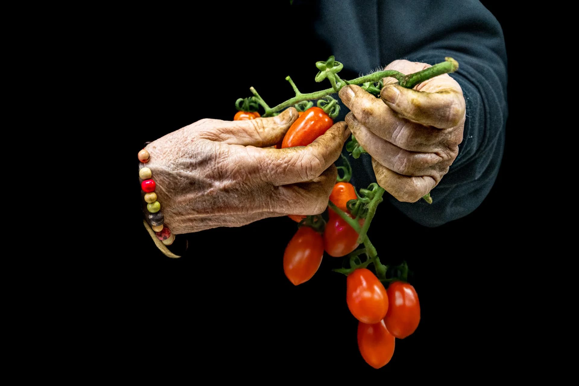 Hands with Vine Tomatoes