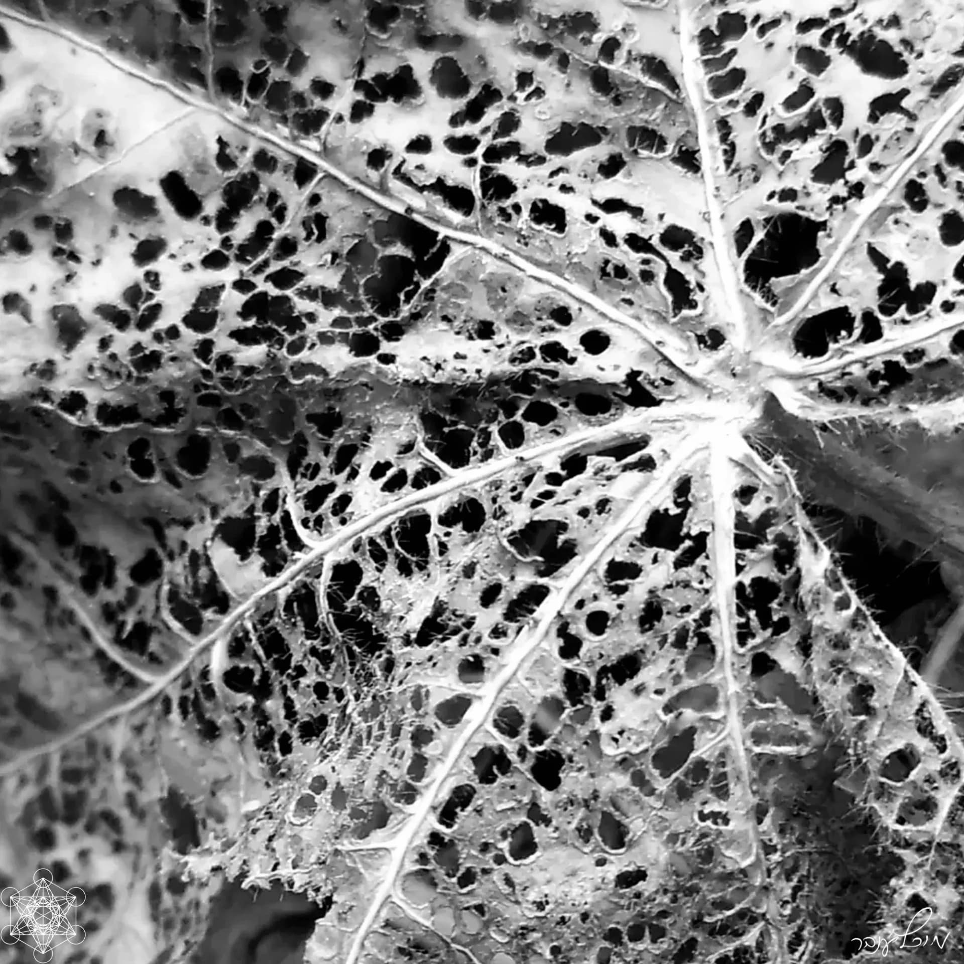 Regeneration in time