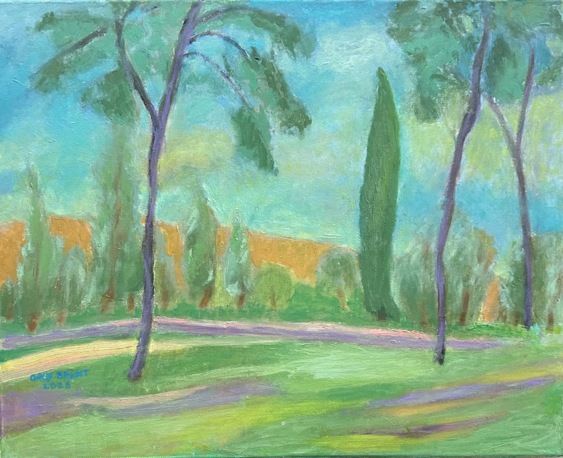 Cypress in Soft Light