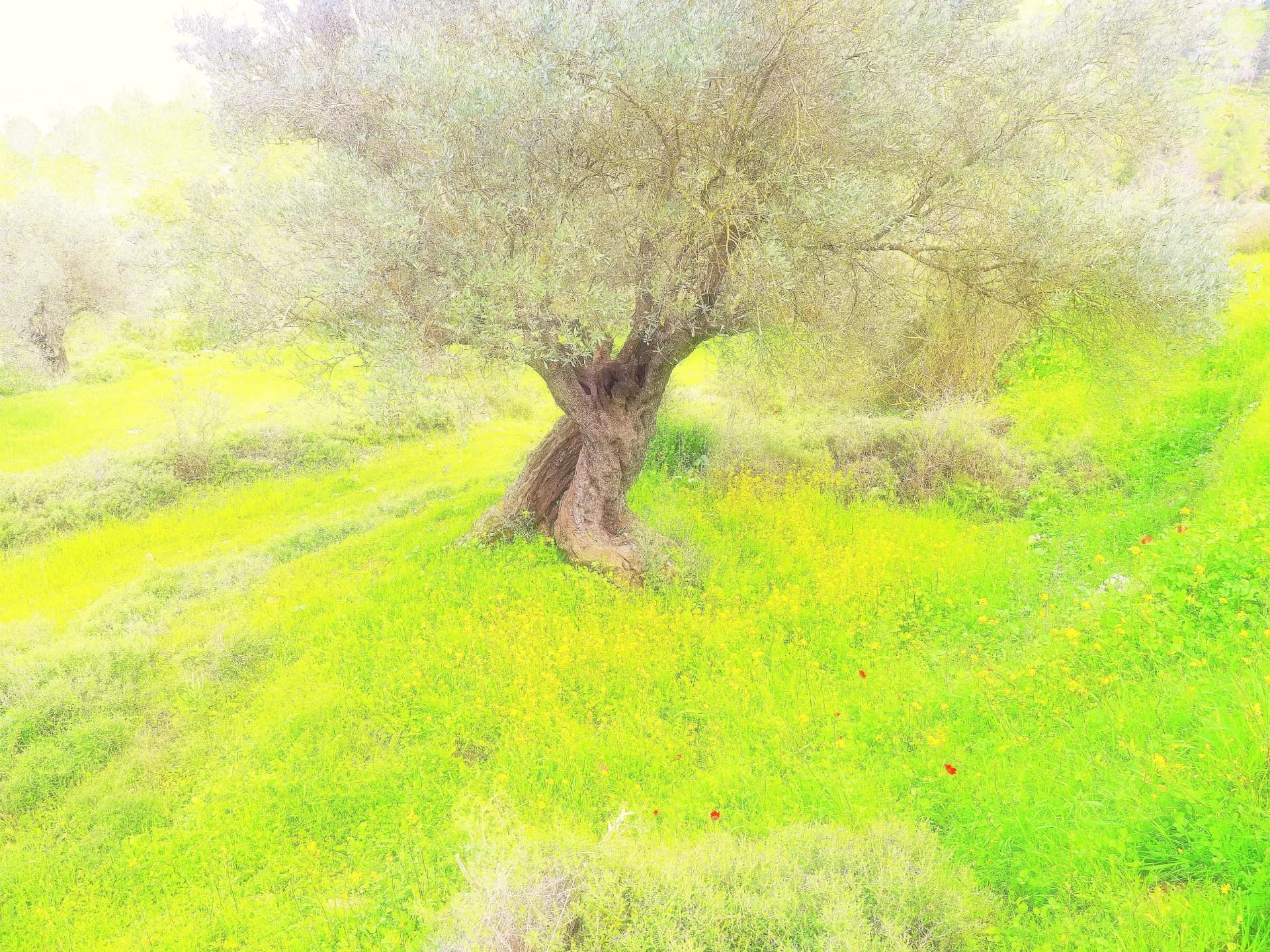 עץ זית בדשא ירוק