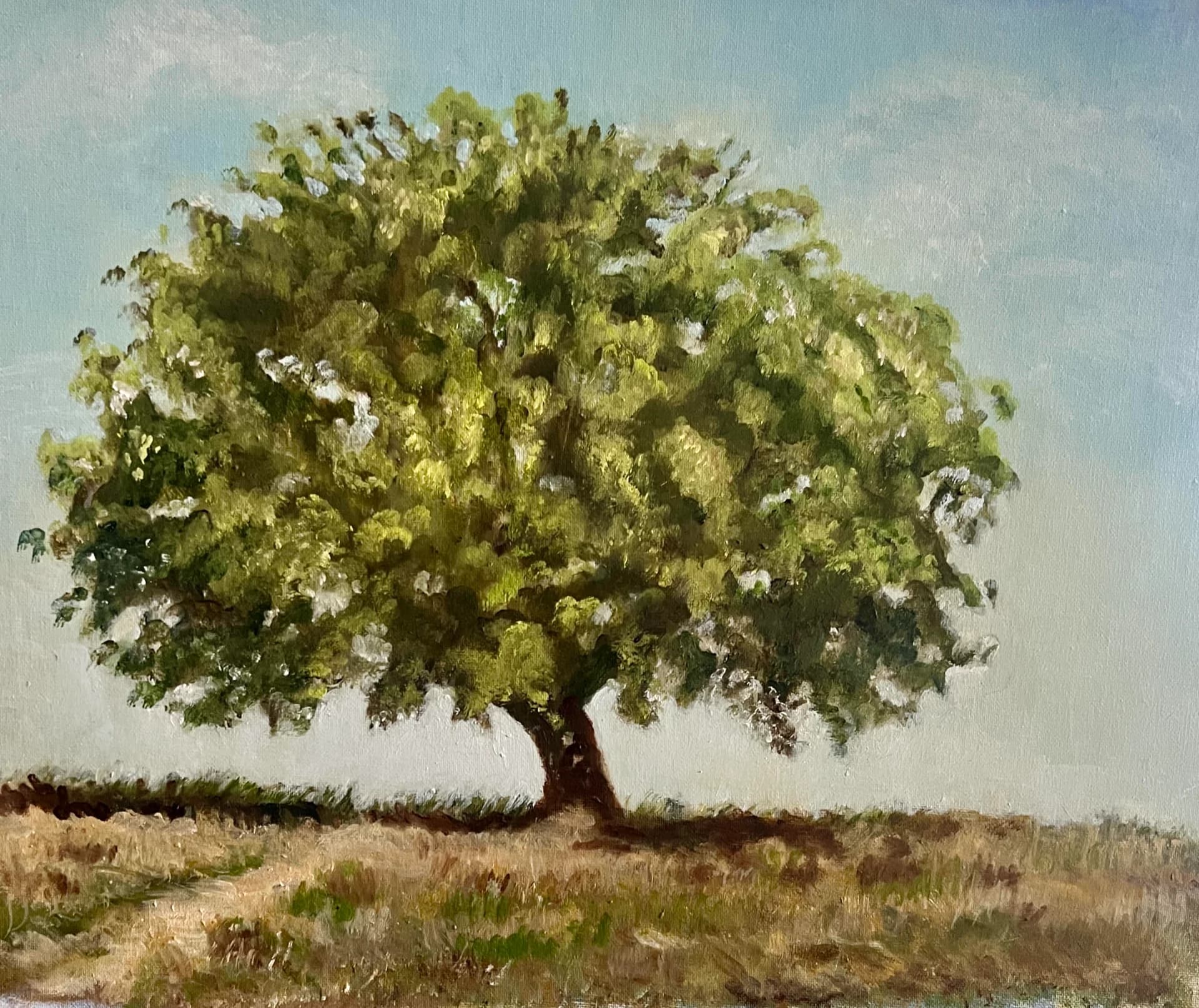 Tree in an open field