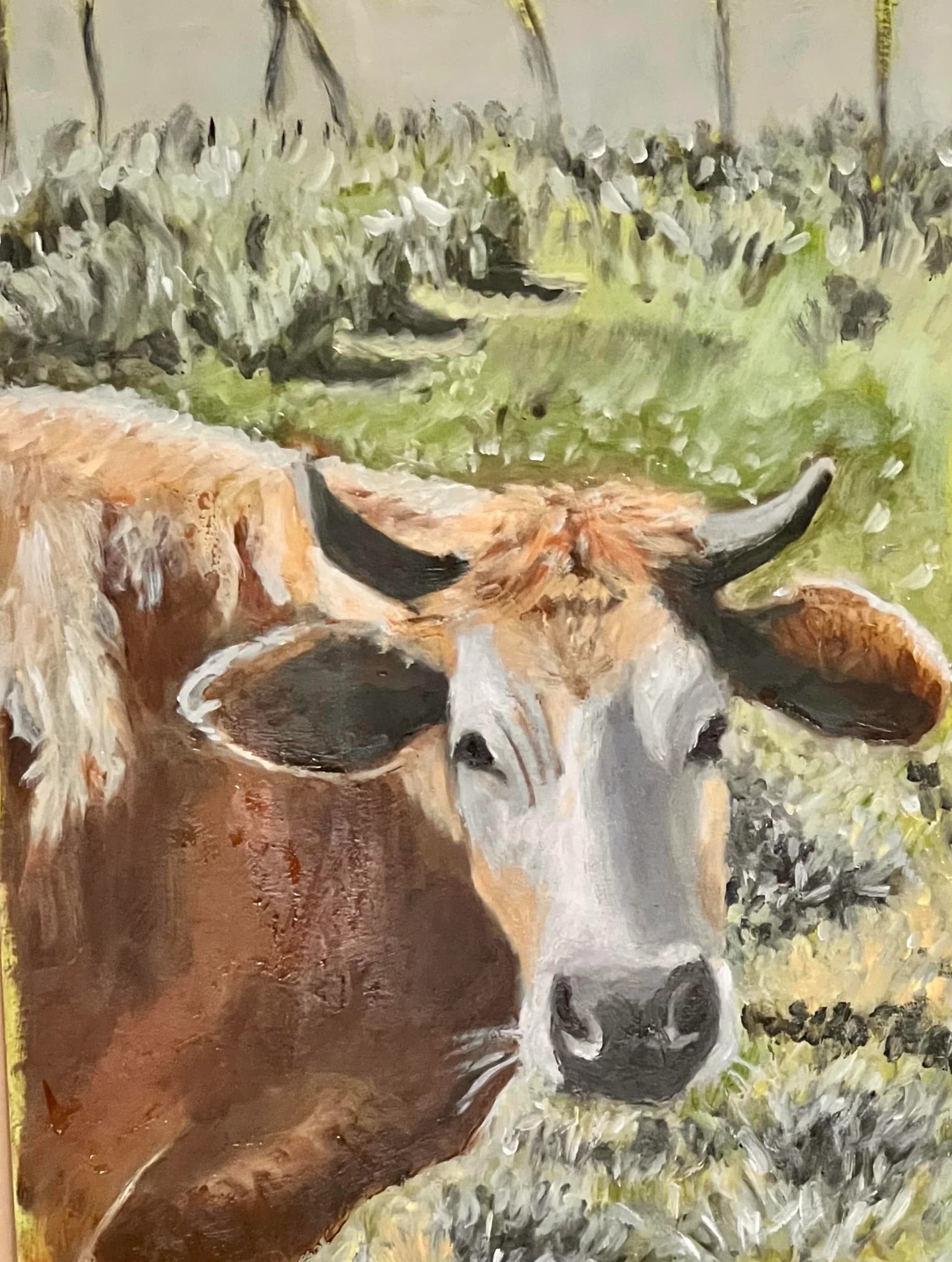 Cow in a Field
