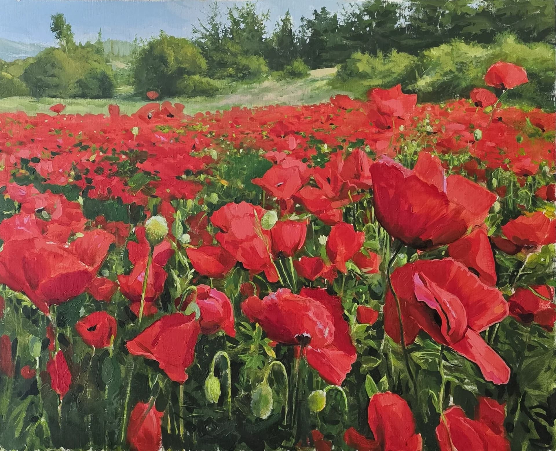 Field of Scarlet Poppies
