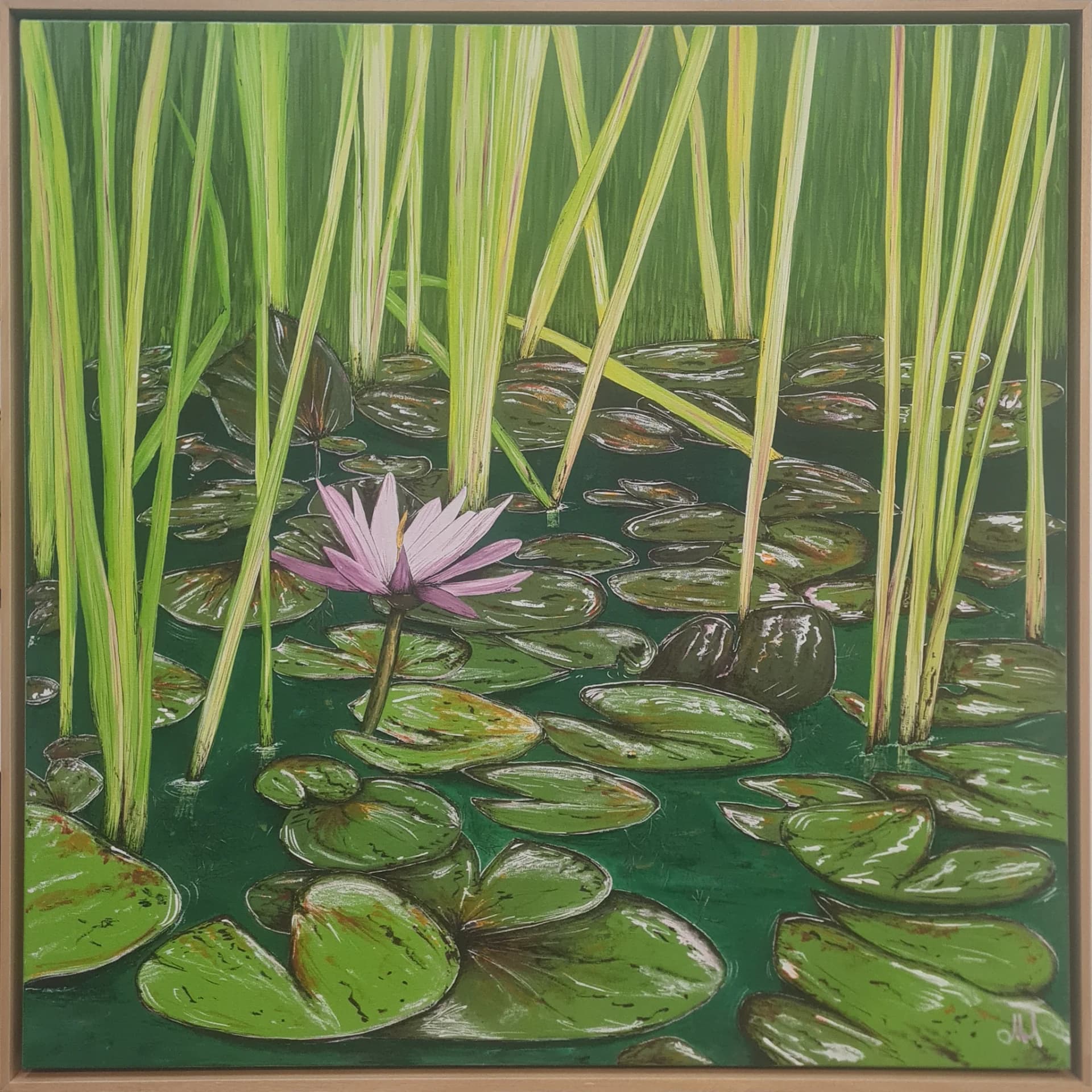 Water lily