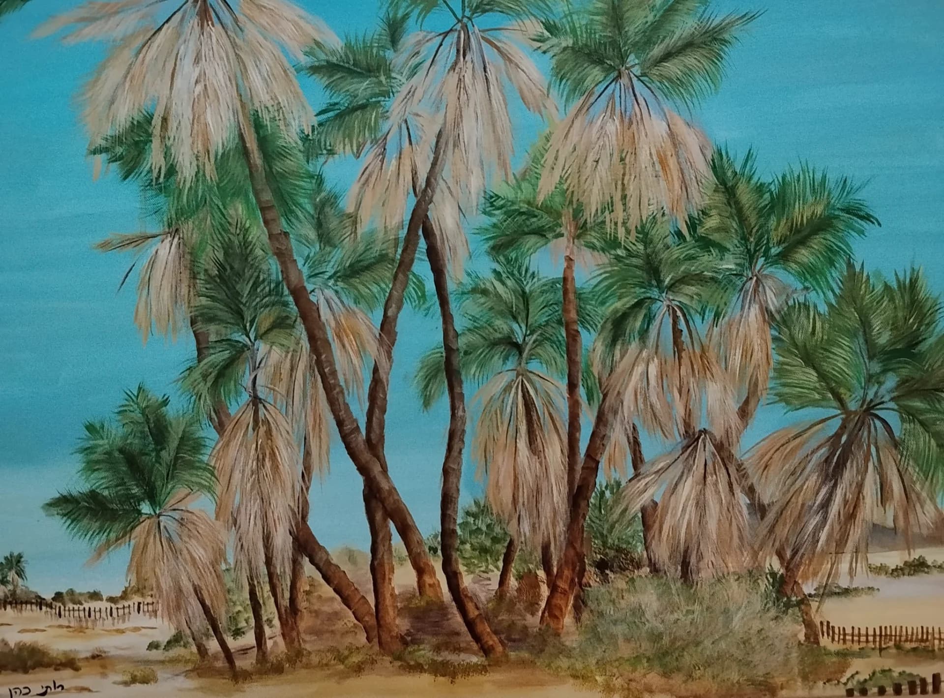 Date Palms Against Turquoise Skies, Approaching Eilat