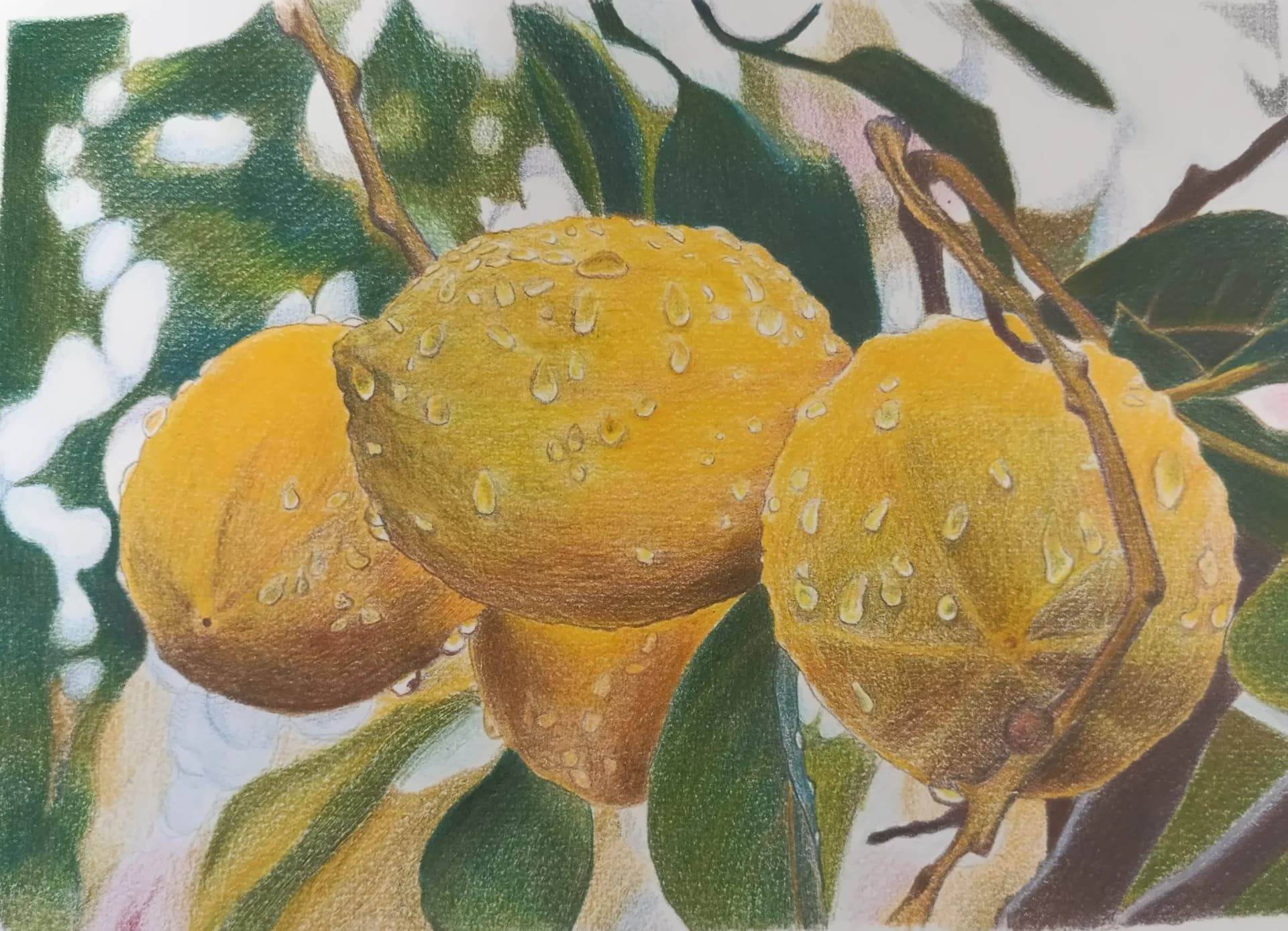 Citrus After Rain