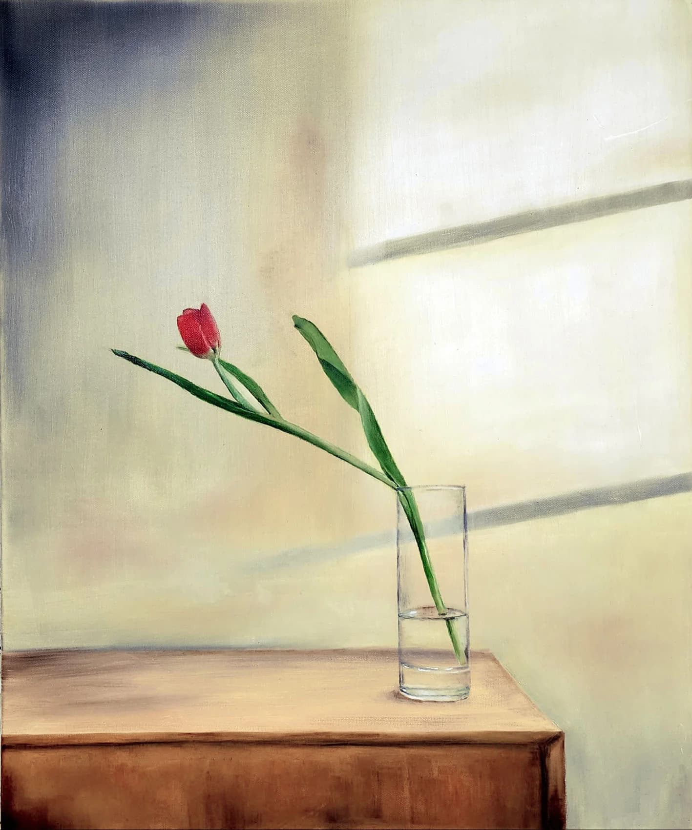 Tulip in Quiet Light