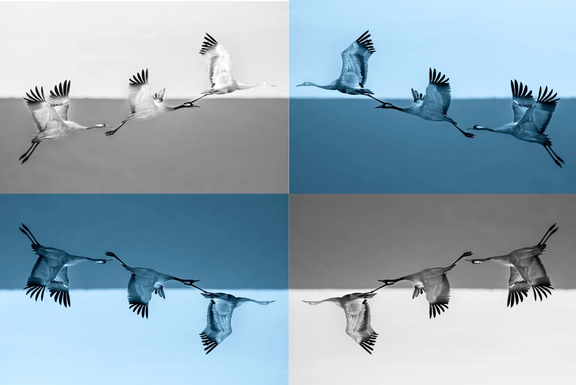 Flight in Blue and White