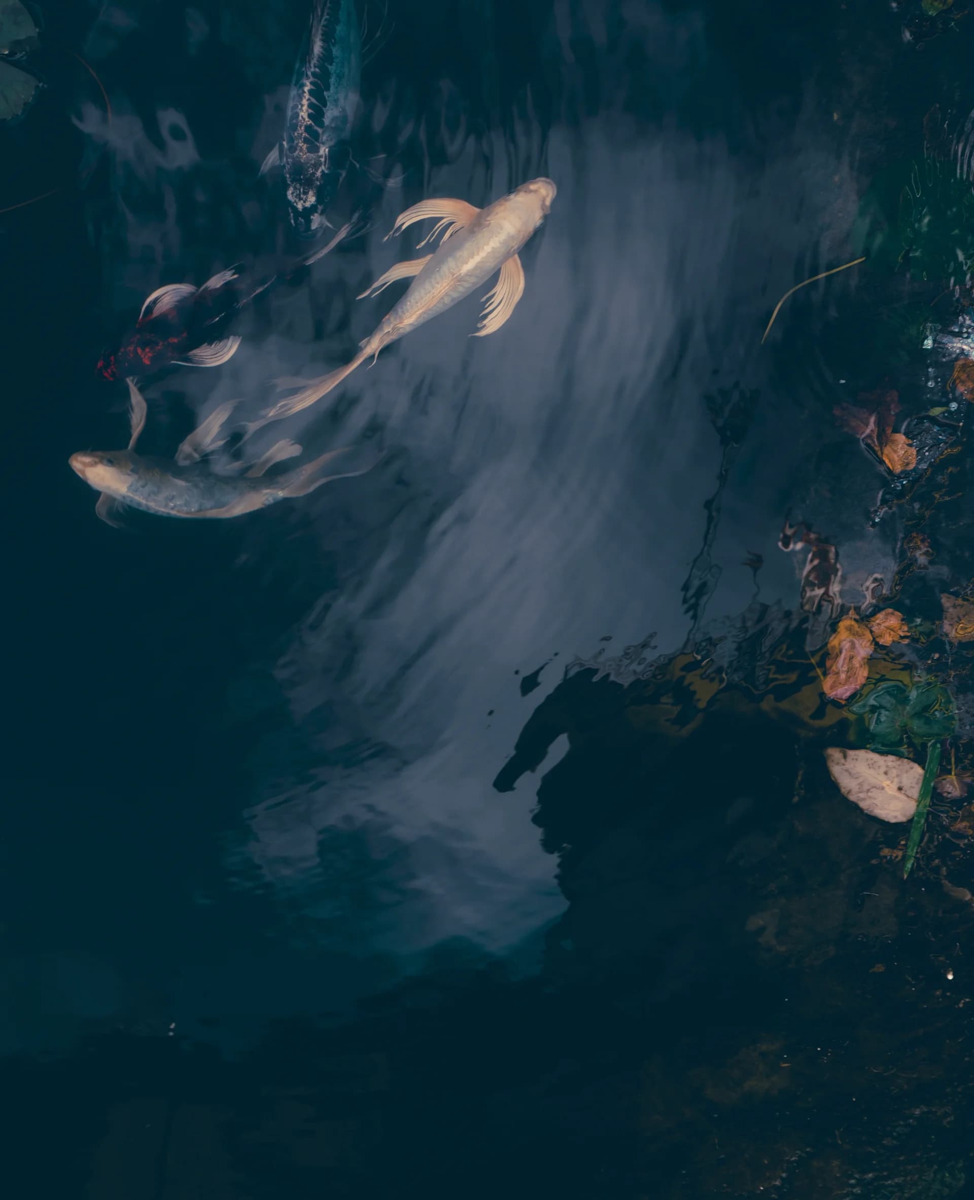 Drifting Constellation