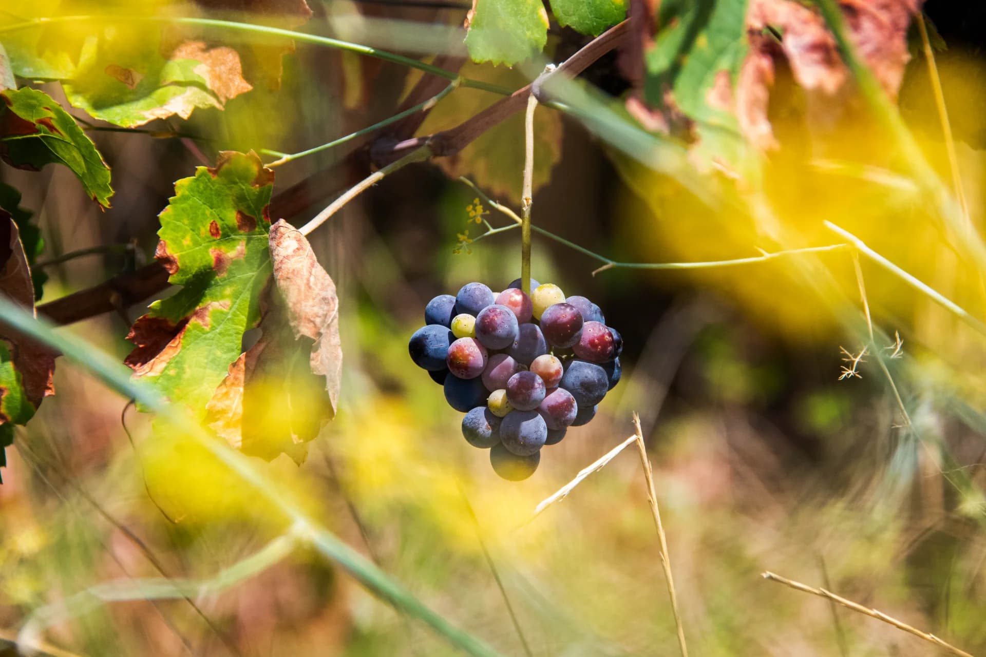 Grapes in Golden Light