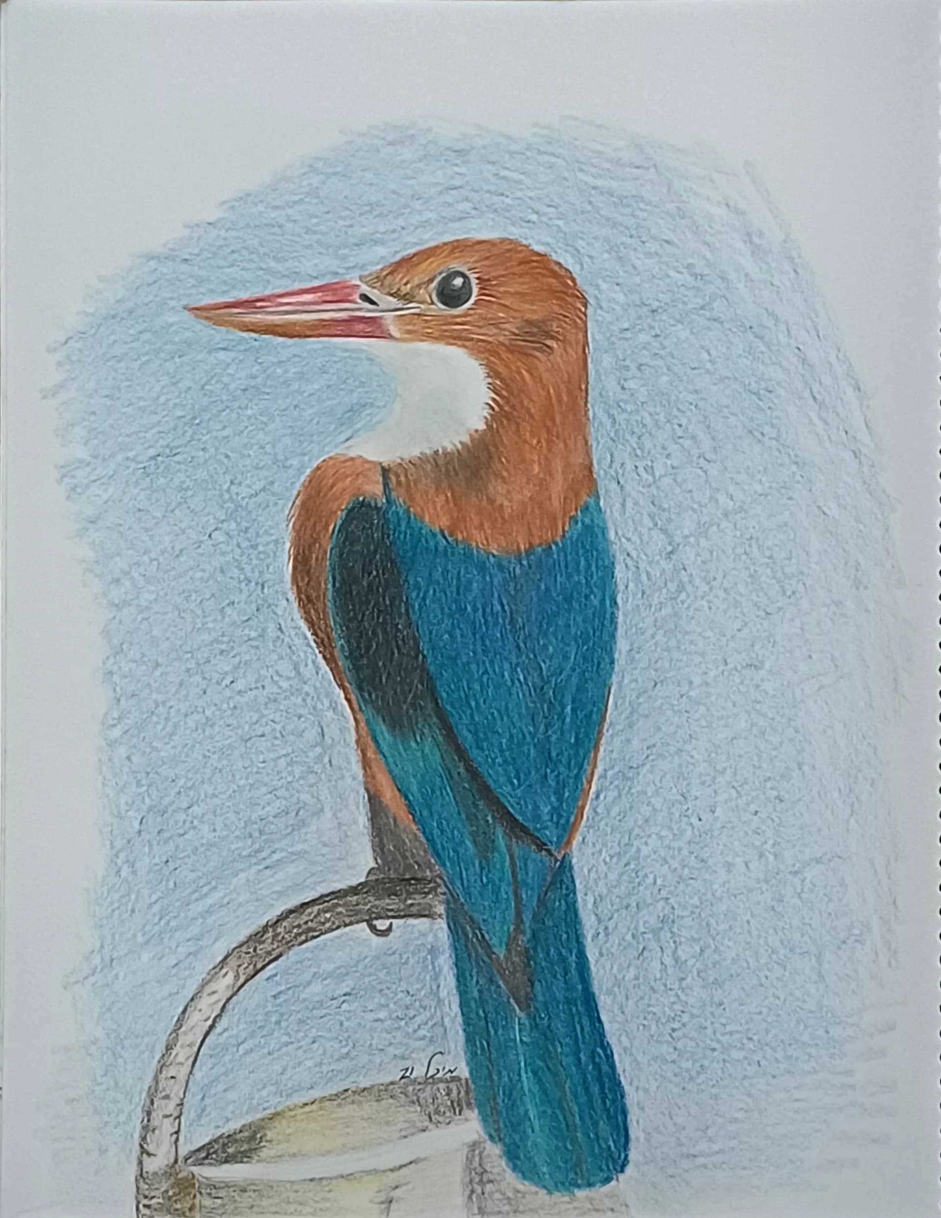 Kingfisher at Rest