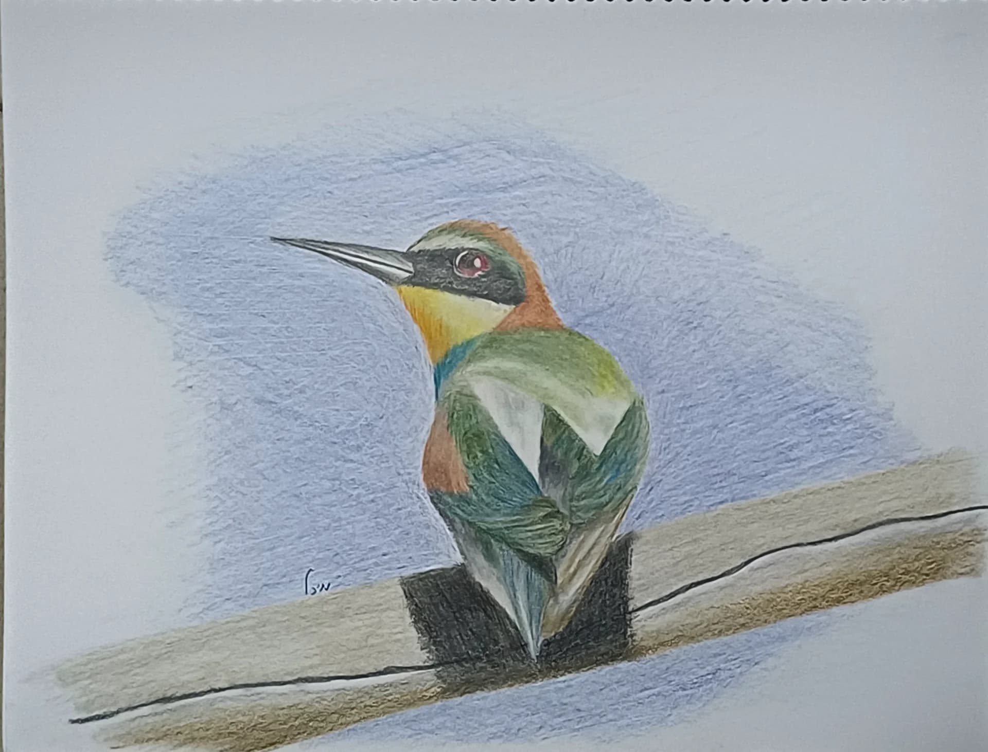 Bee eater on a Branch