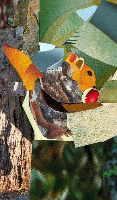 squirrel