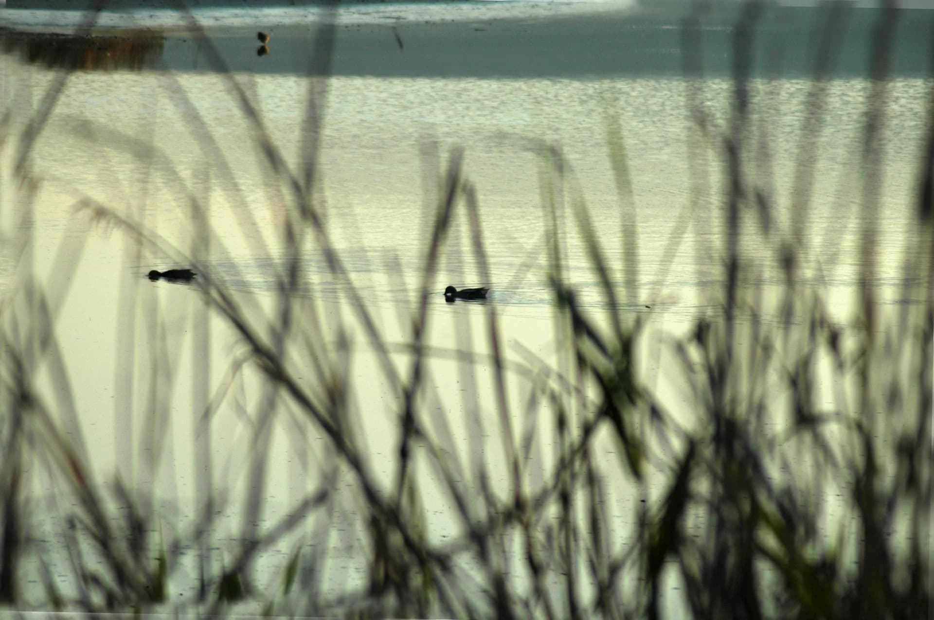 Beyond the Reeds