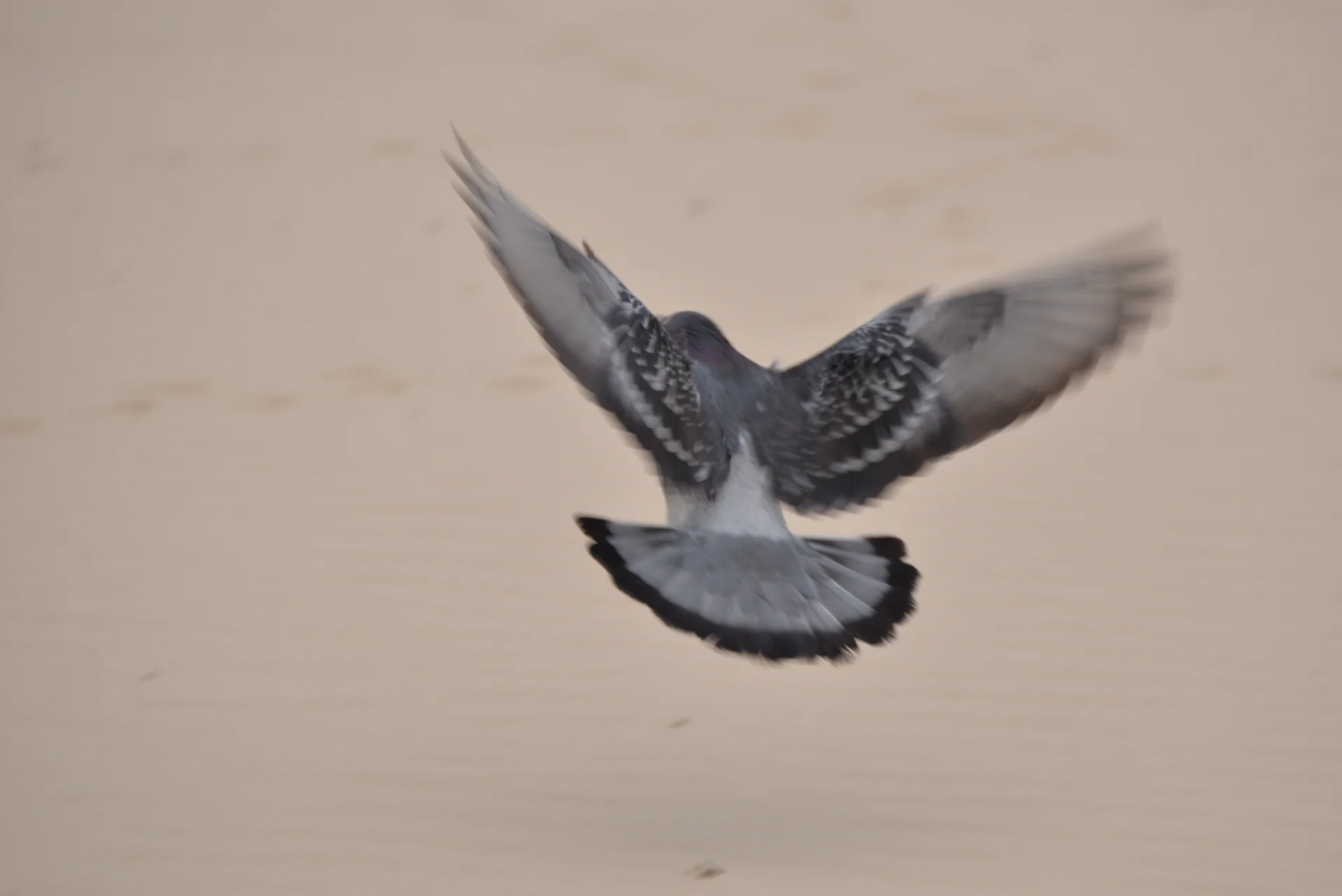 Wings in Motion