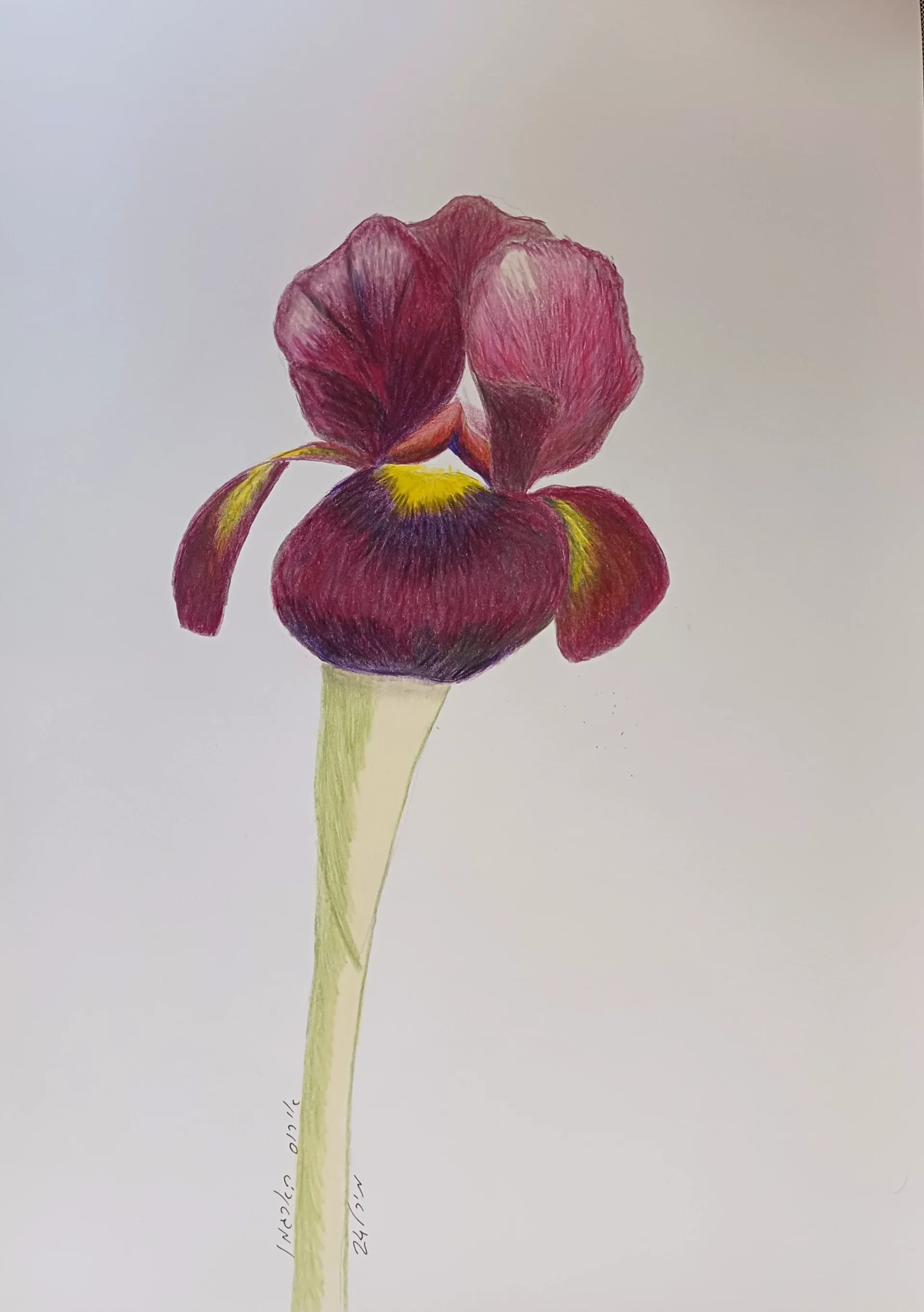Iris atropurpurea - Botanical illustration