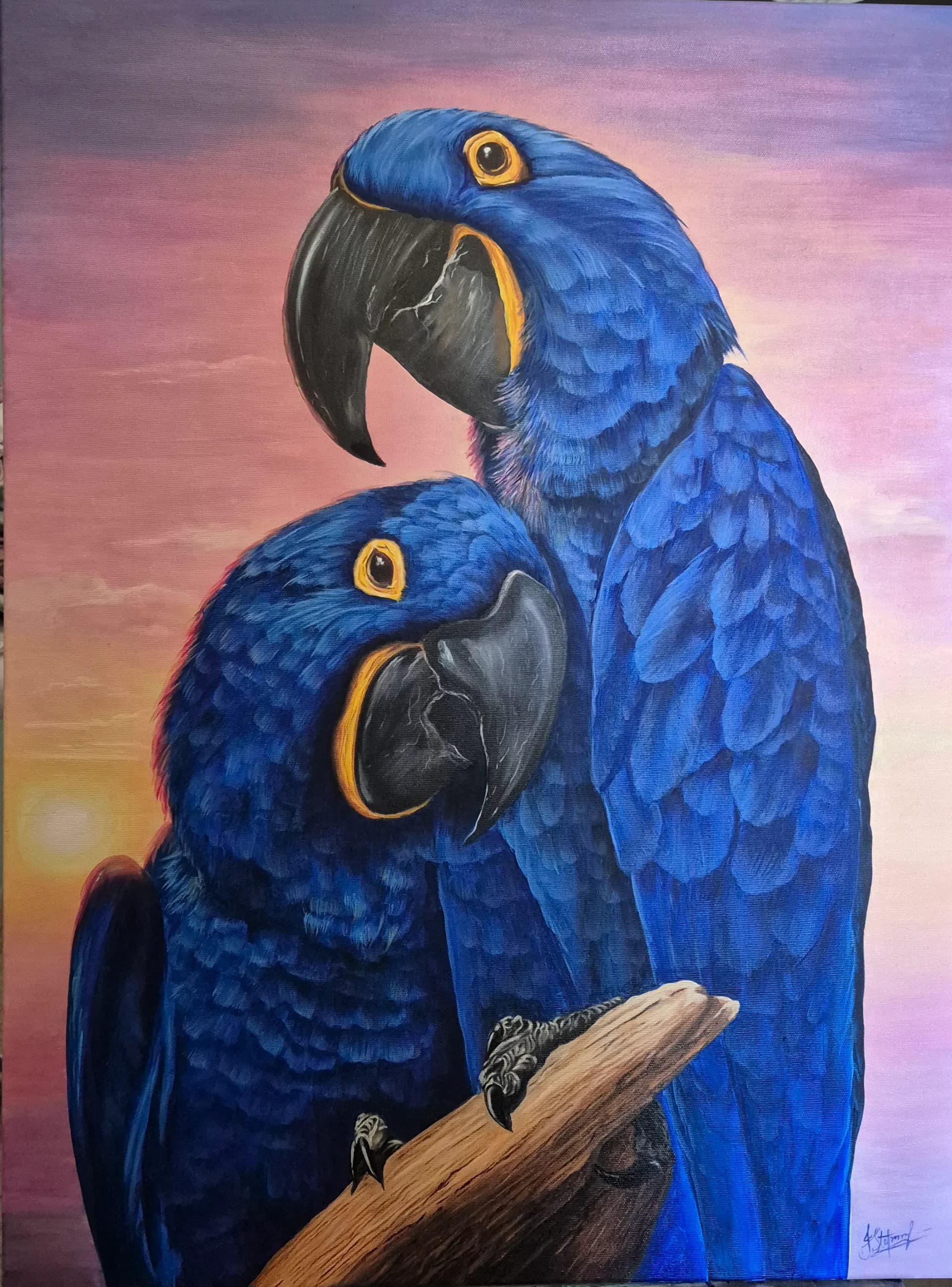 Blue Macaw Pair