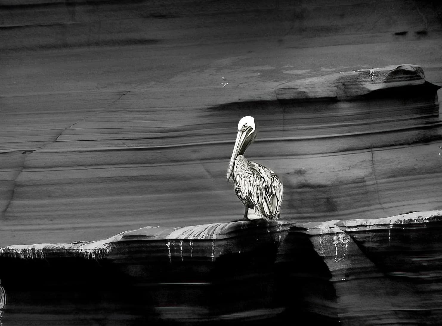 The pelican at rest