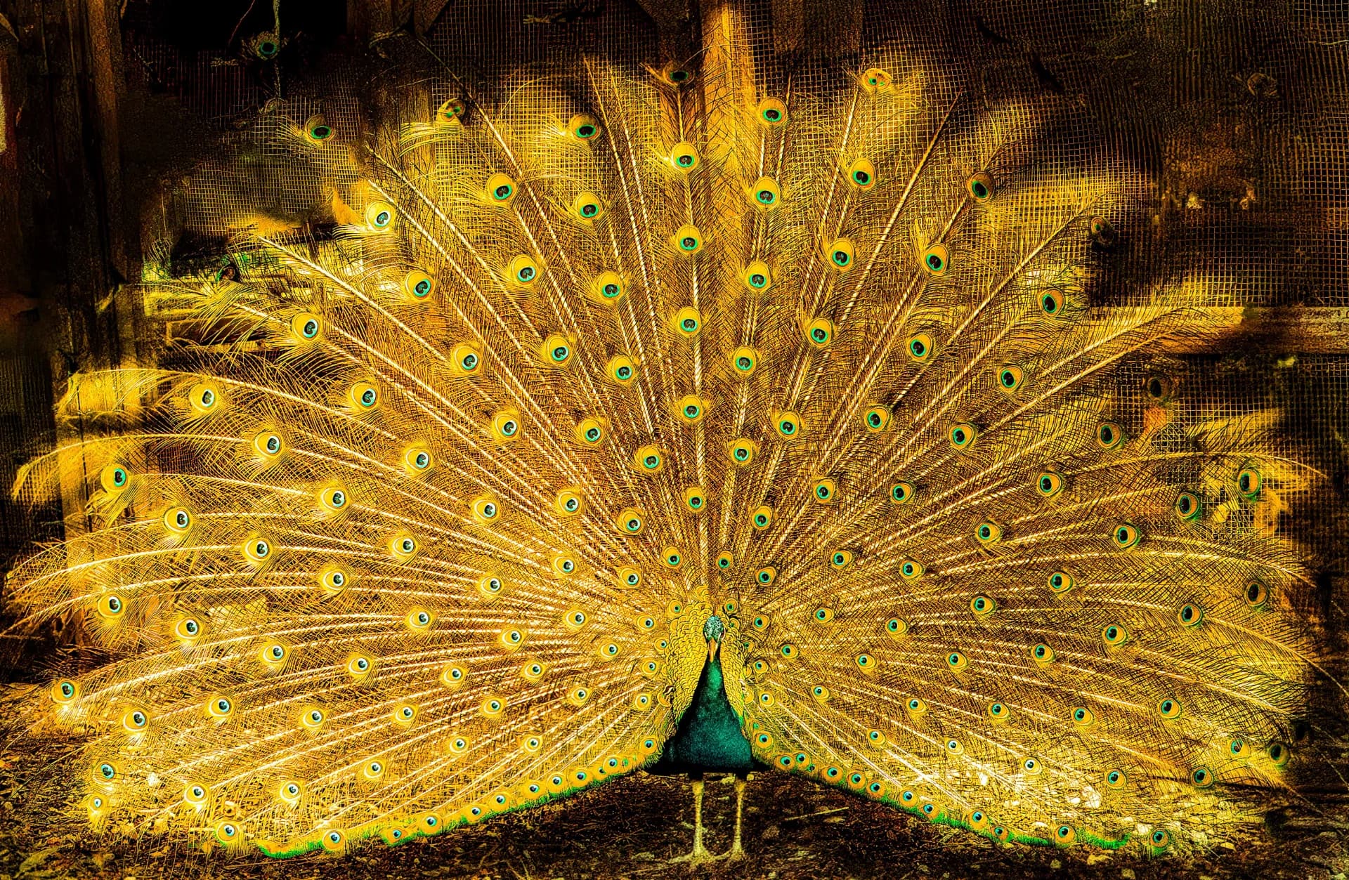 The peacock's courtship