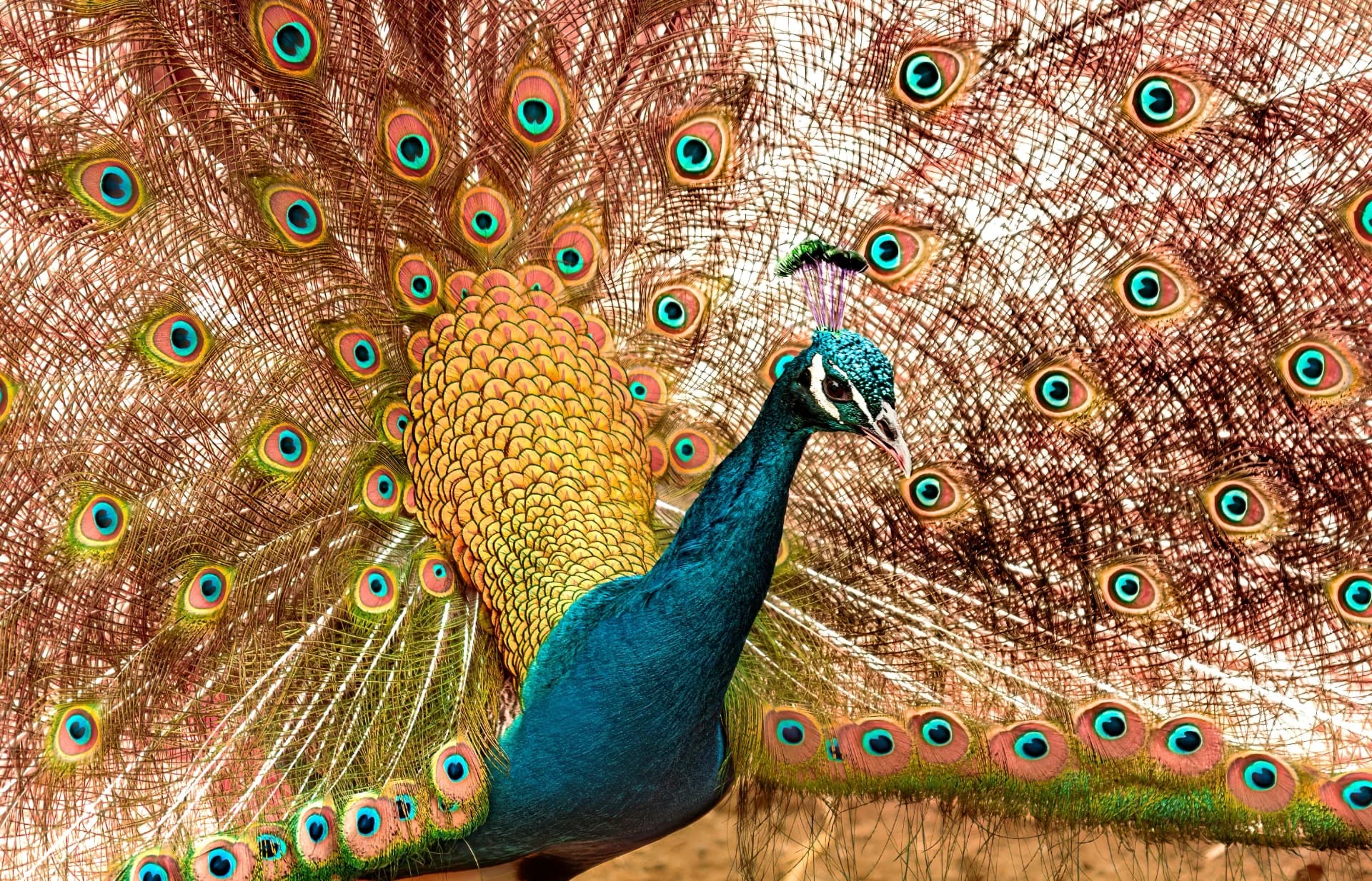 The Peacock's Courtship 2