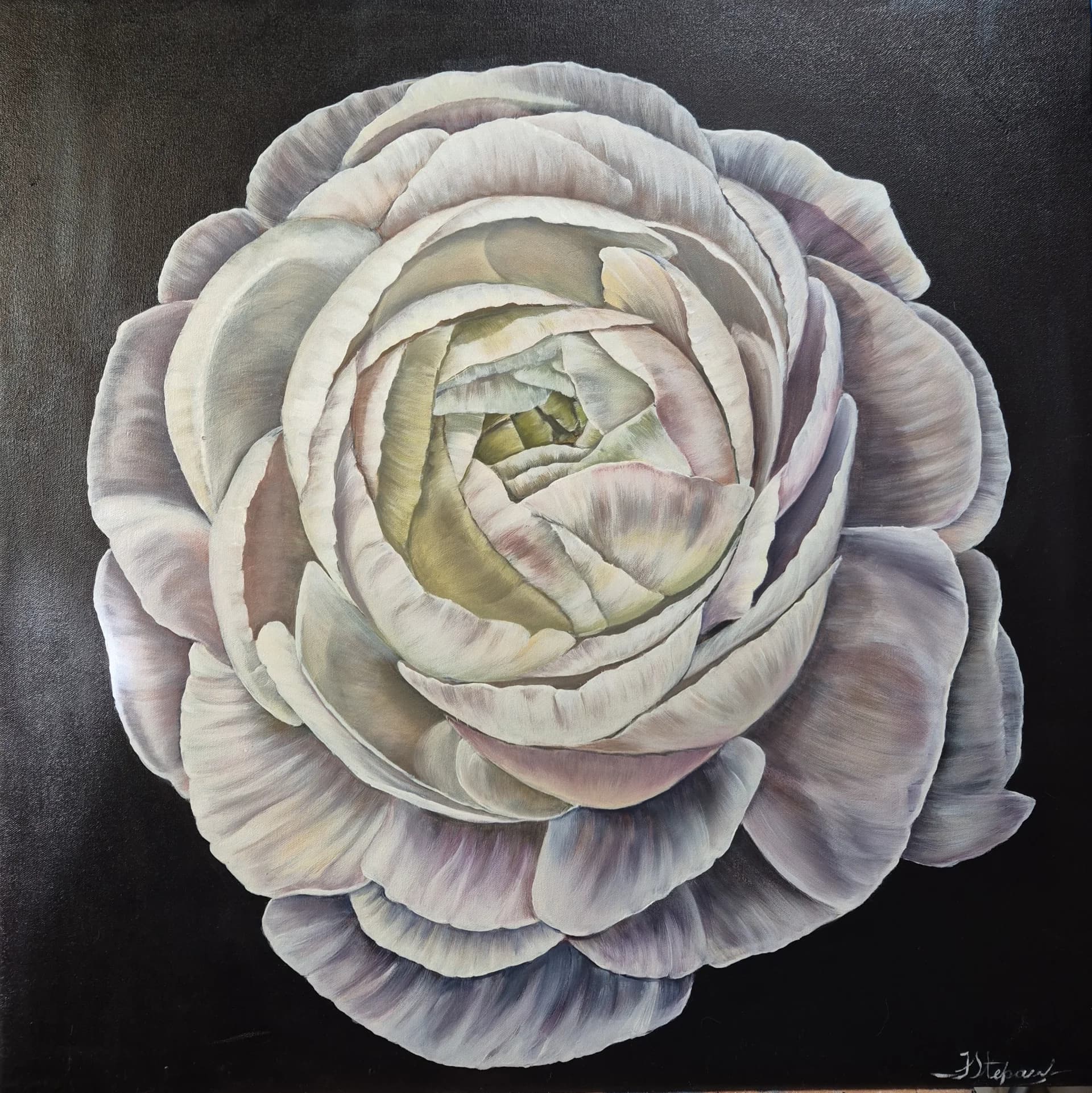 Ranunculus